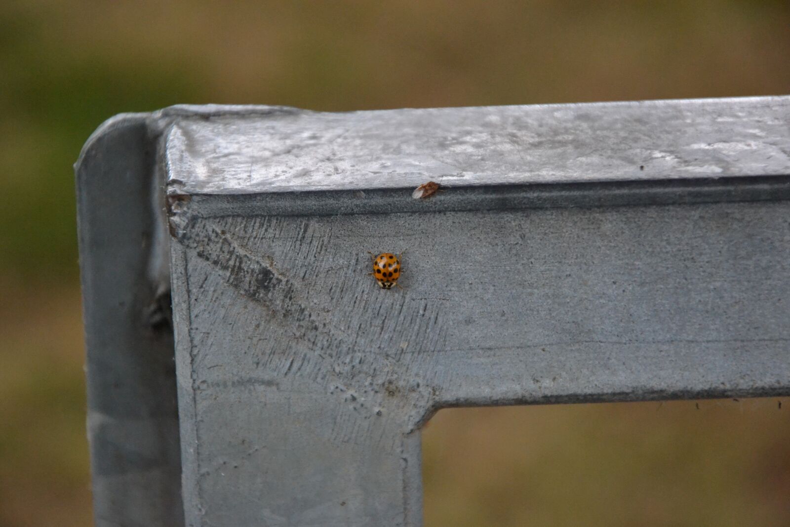 Nikon D3100 sample photo. Ladybug, beetle, insect photography
