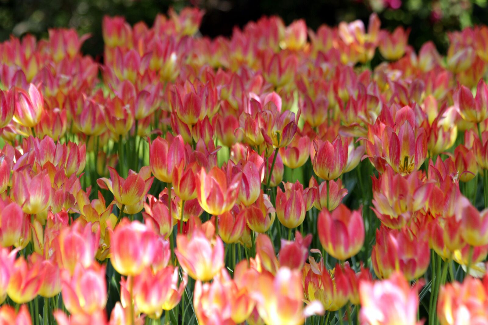 Canon EOS 650D (EOS Rebel T4i / EOS Kiss X6i) sample photo. Tulips, flowers, spring photography