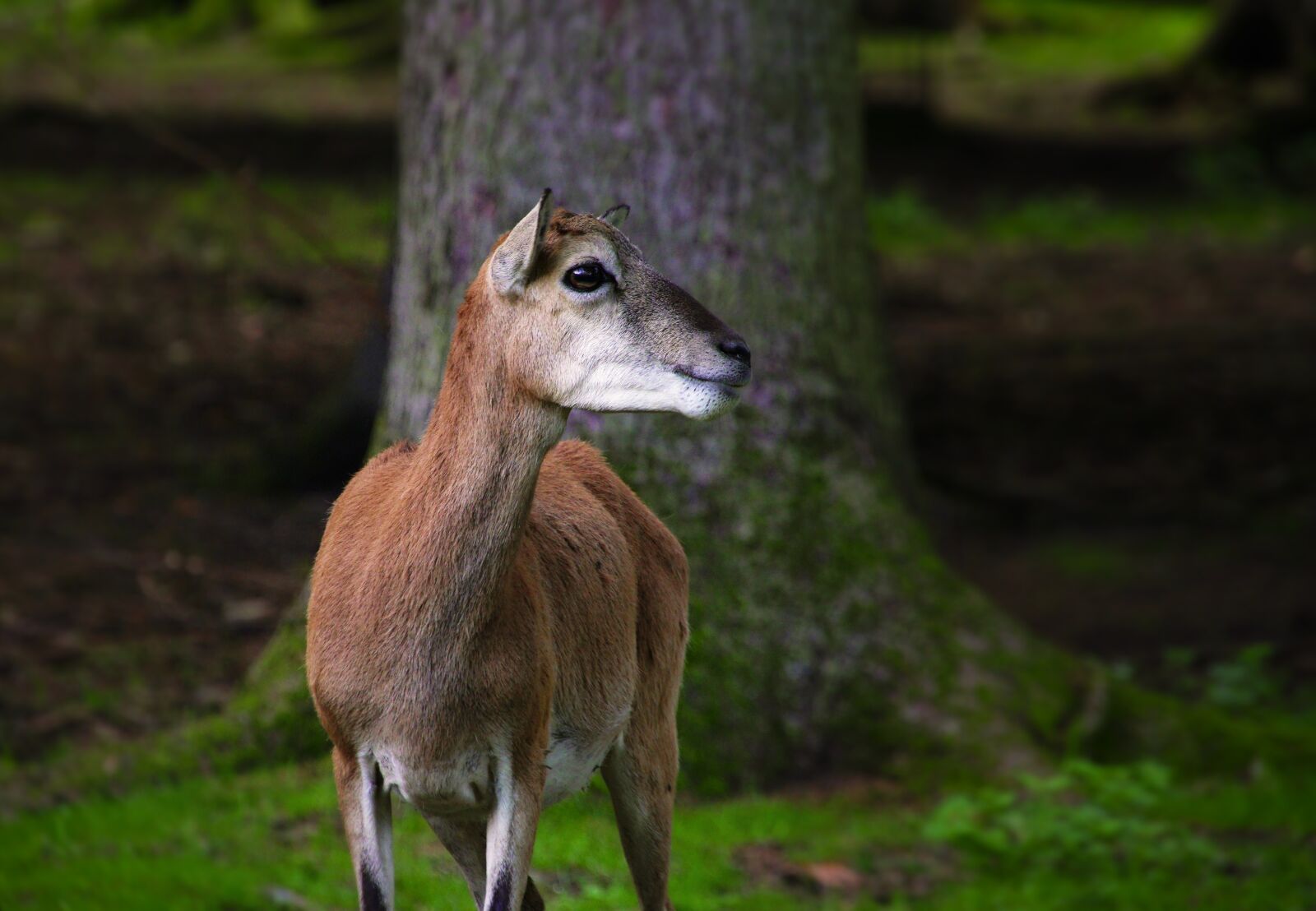 Sony a6300 sample photo. Fallow deer, wild, nature photography