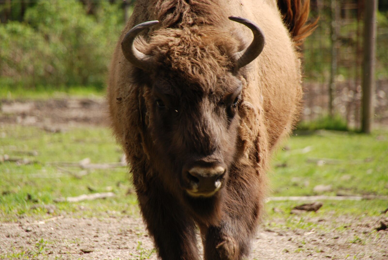 Nikon D80 sample photo. Nature, zoo, wild photography