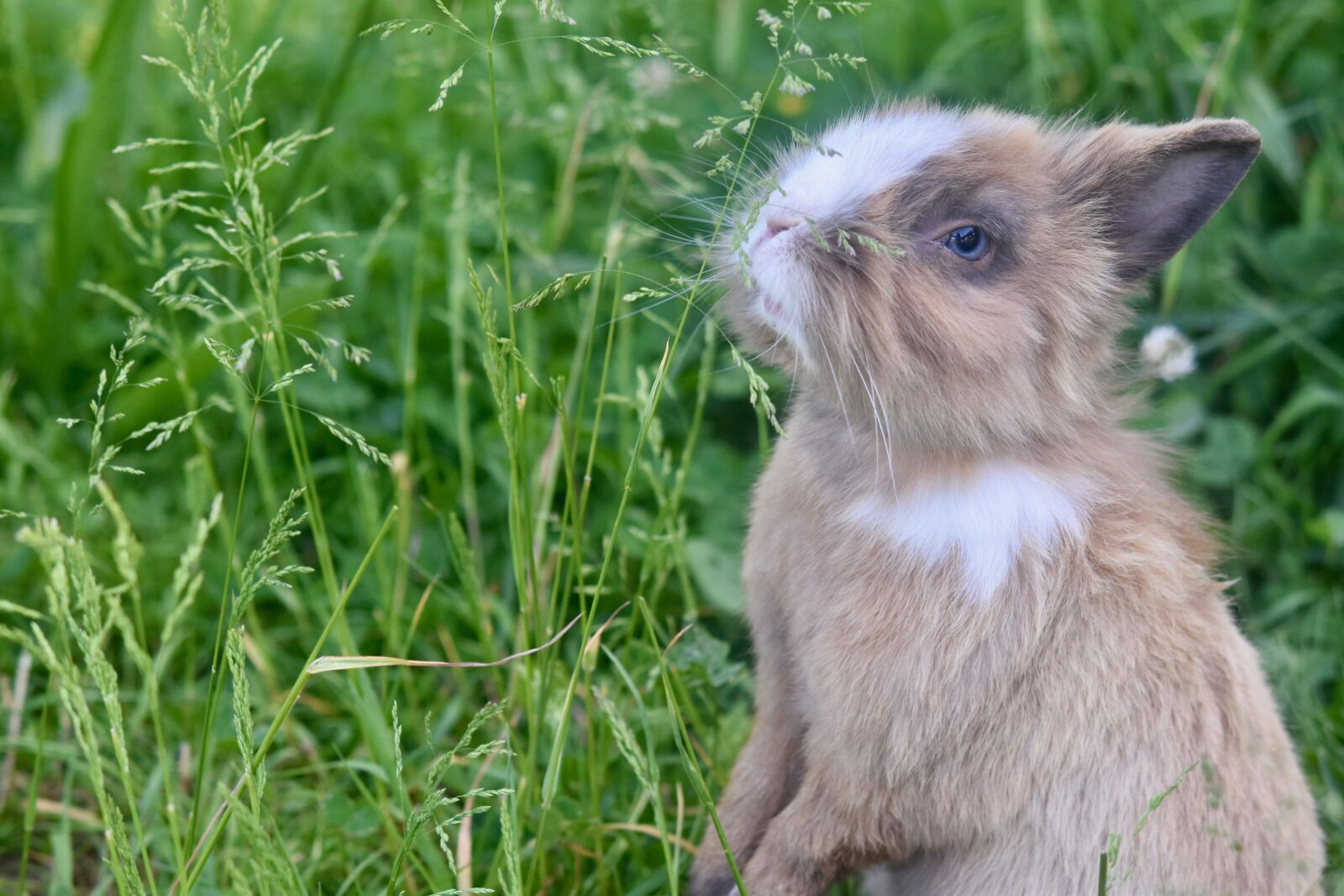 Nikon D5600 sample photo. Rabbit, herbivore, mammal photography