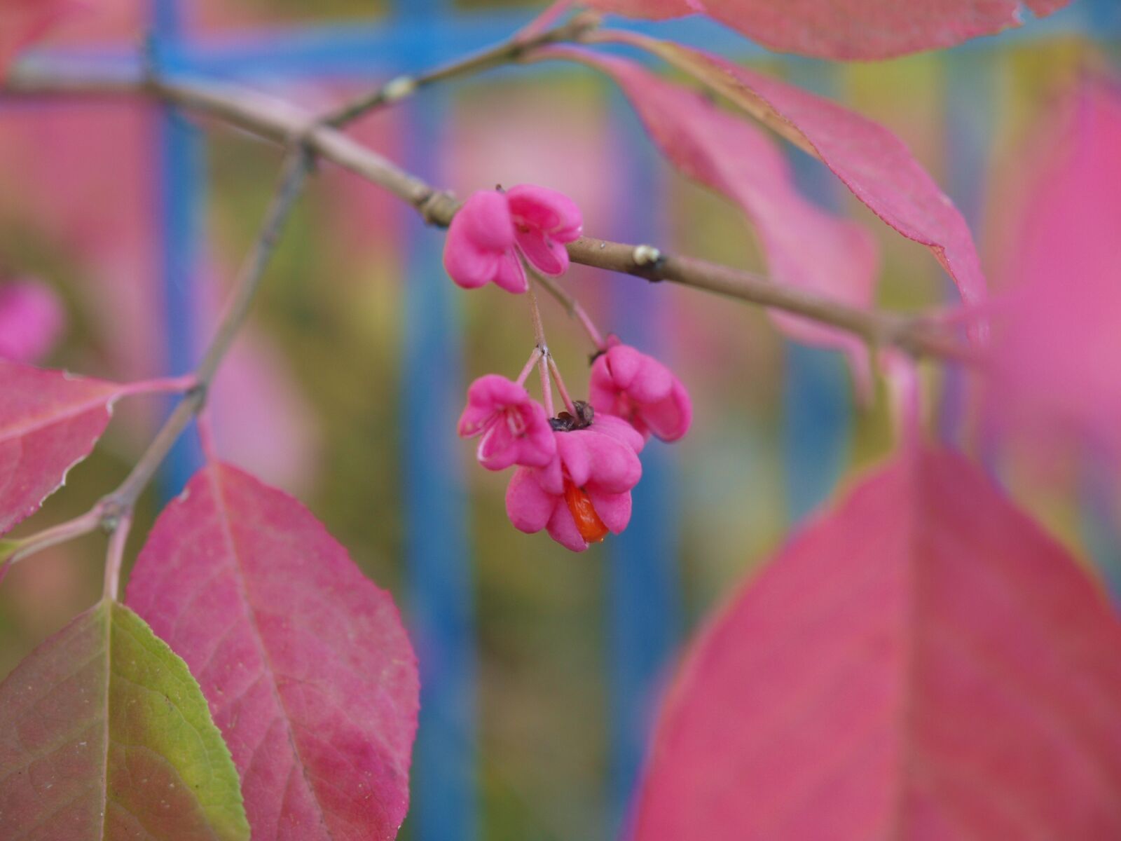 Olympus E-3 sample photo. Blossom, bloom, pink photography