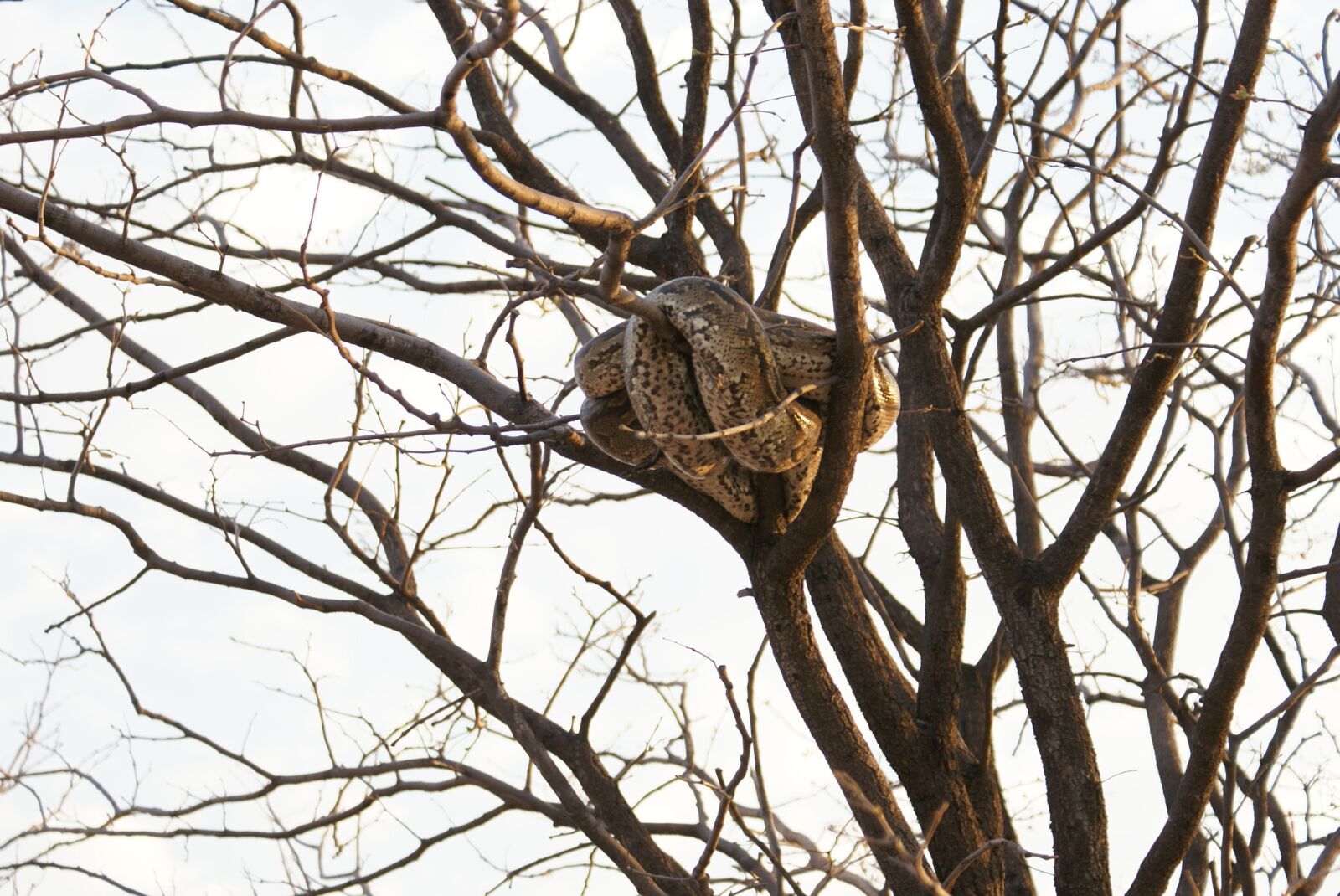 Sony Alpha DSLR-A100 sample photo. Snake, tree, africa photography