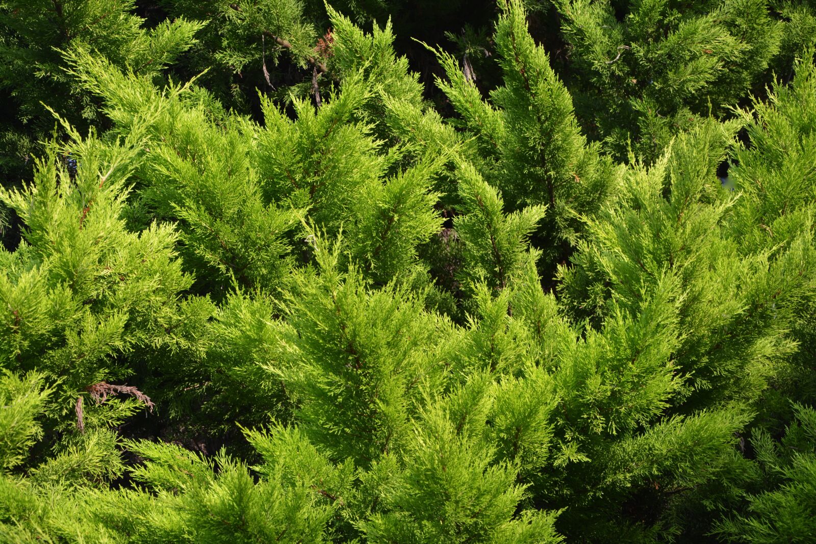 Nikon D5200 sample photo. Spruce, resinous, conifer photography