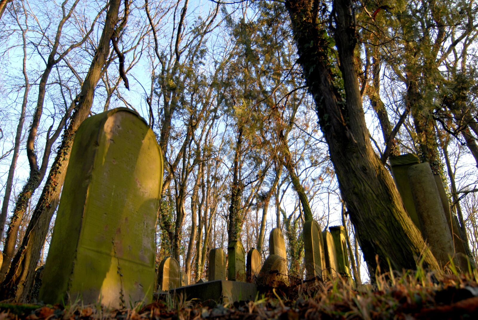 Nikon D200 sample photo. Jewish cemetery, abandoned, the photography