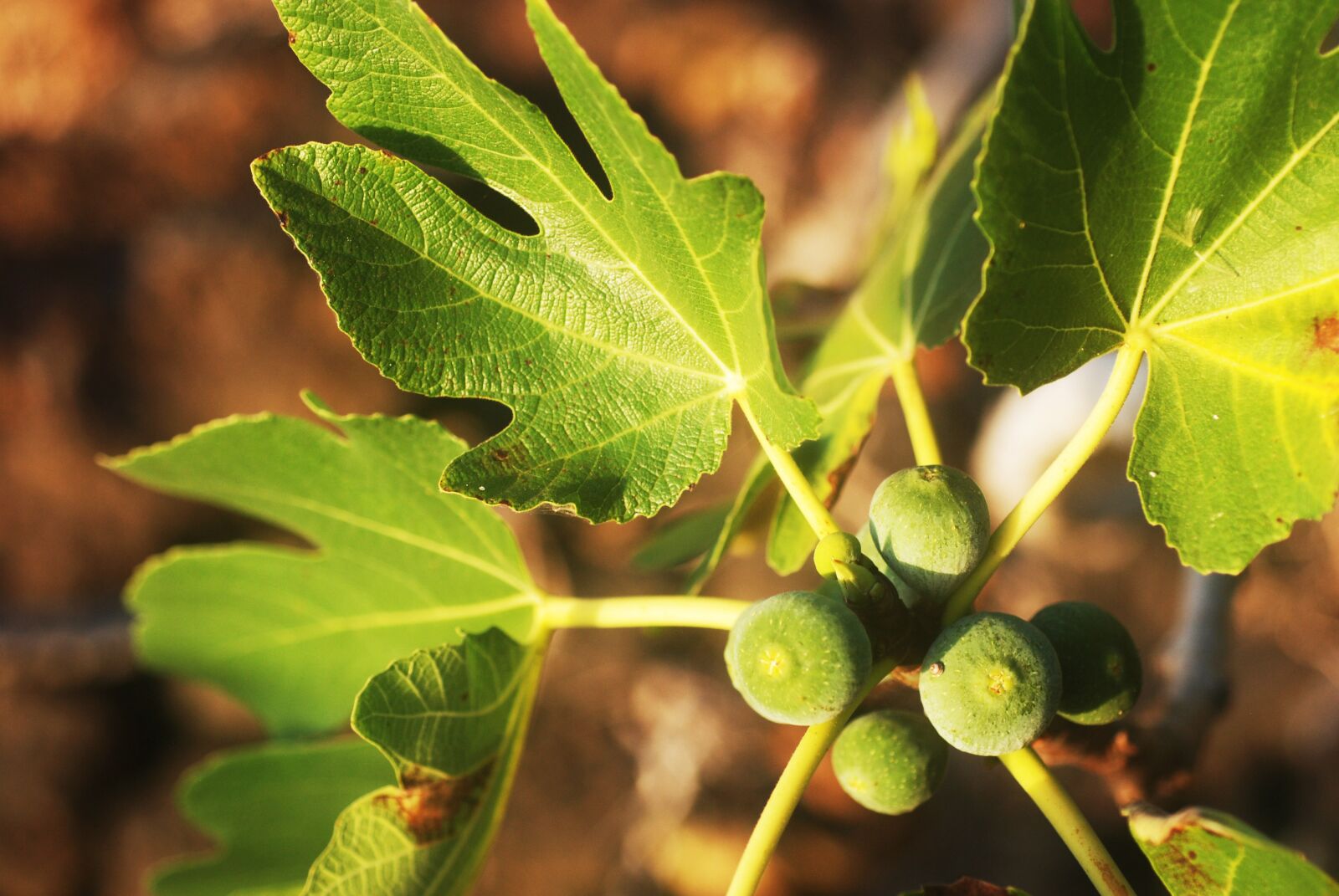Nikon D80 sample photo. Figs, fig tree, plant photography