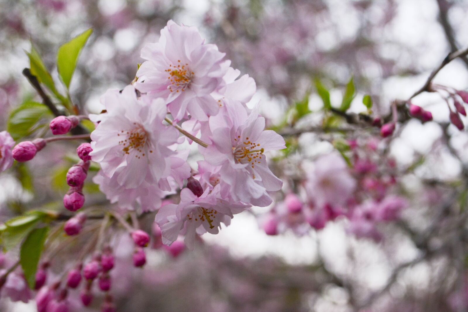 Nikon D5200 sample photo. Cherry blossoms, pink, spring photography
