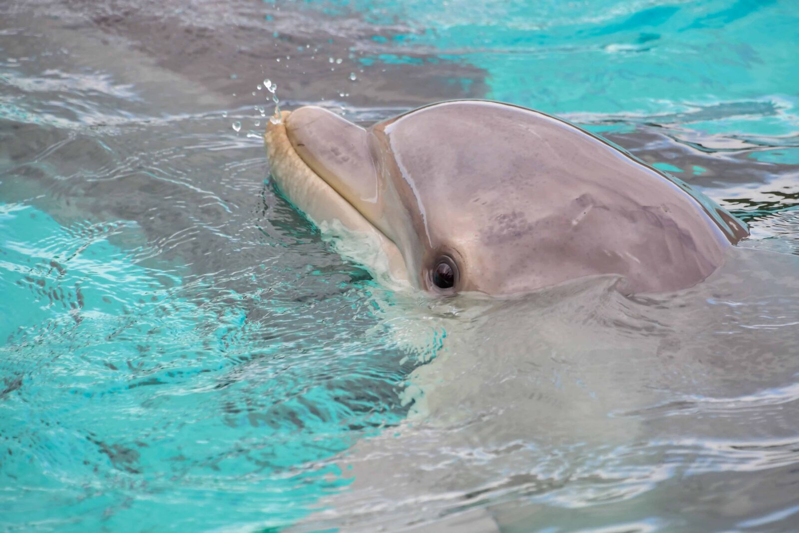 Nikon D500 sample photo. Dolphin, sea, water, underwater photography