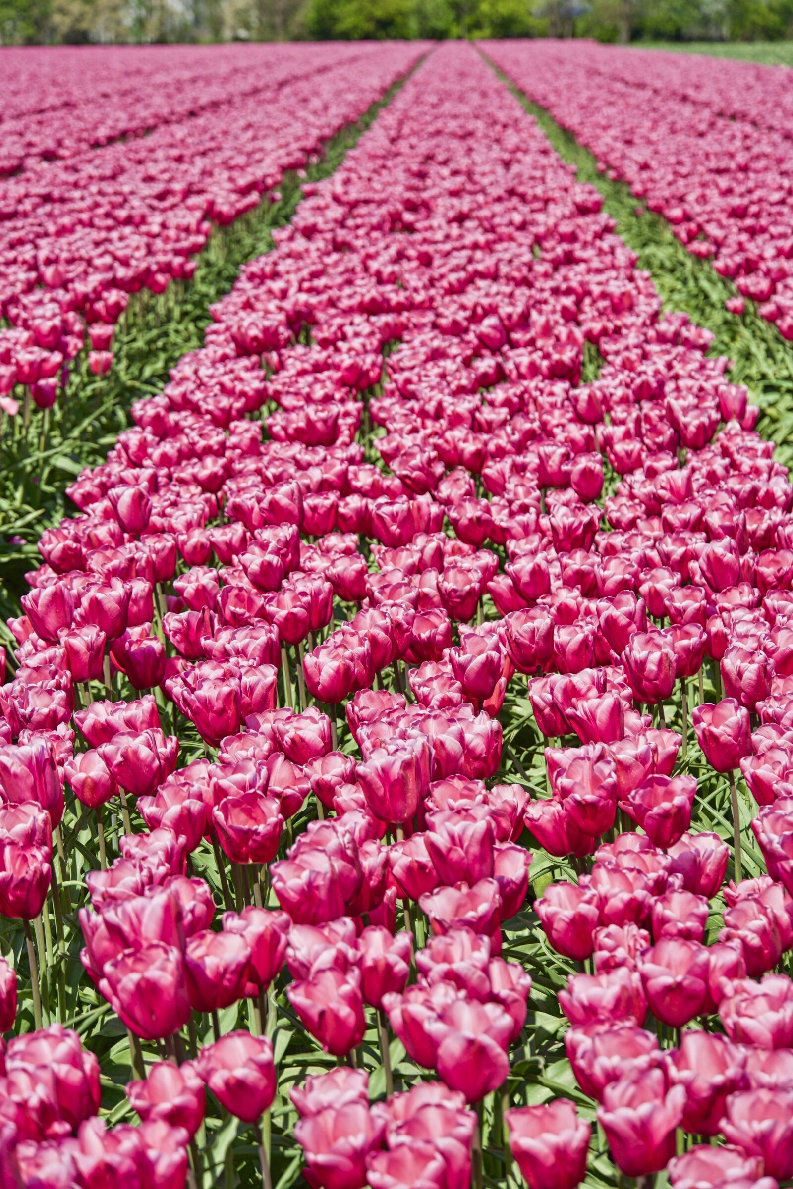 Sony a6500 sample photo. Tulip, row, bloom photography
