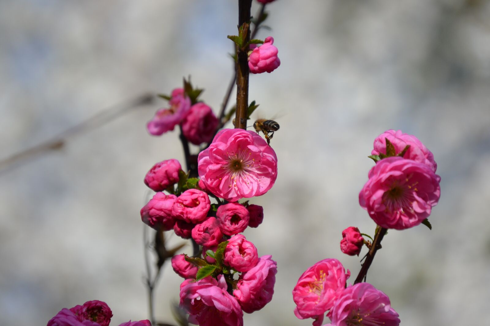 Nikon D3100 sample photo. Flowers, tree, branch photography