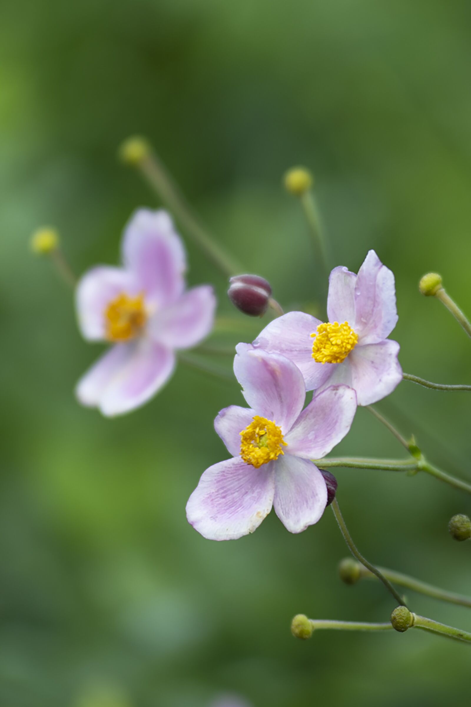 Nikon D7500 sample photo. Japanese anemone, flowers, purple photography