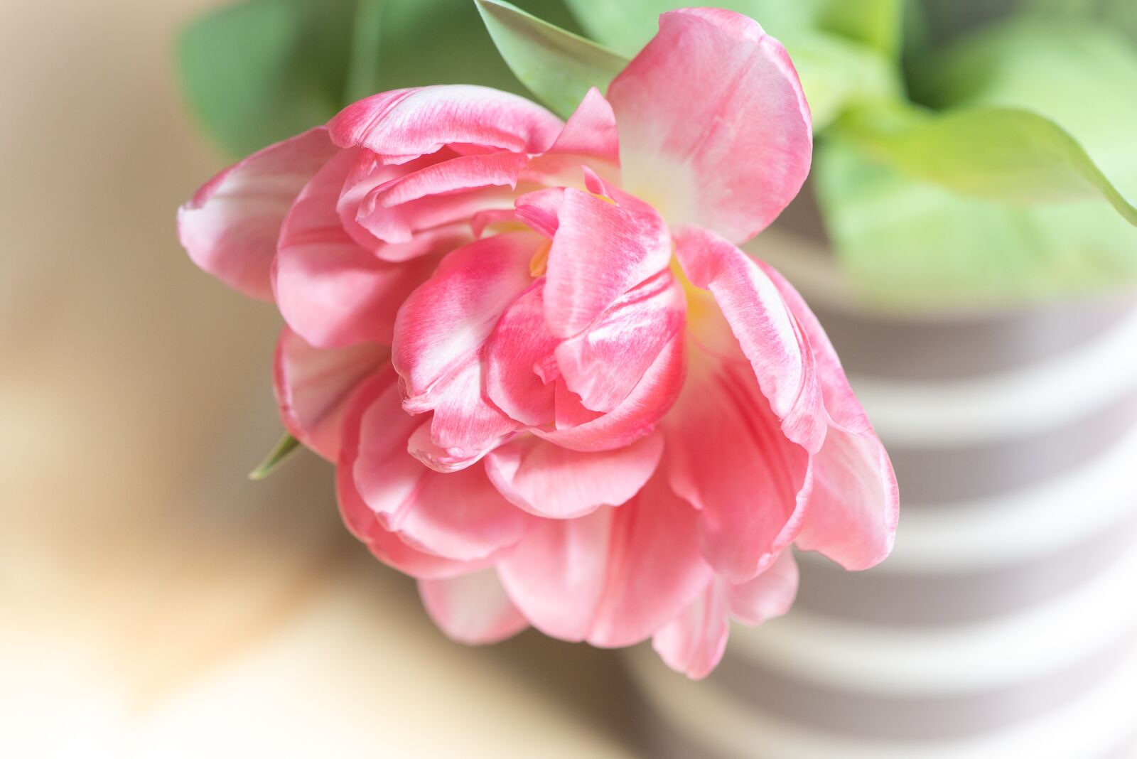 Nikon D750 sample photo. Tulip, pink, blossom photography