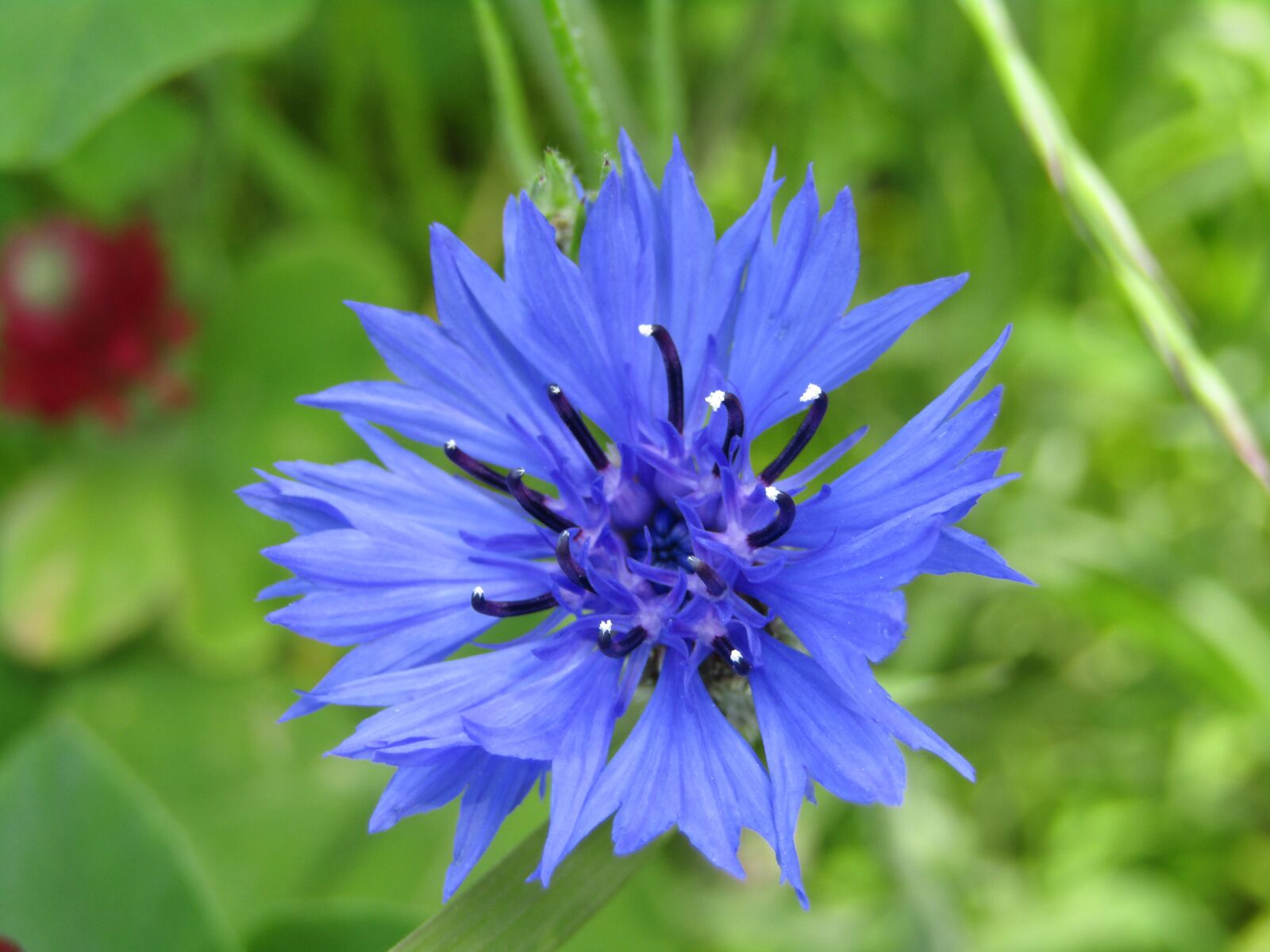 Canon POWERSHOT SX432 IS sample photo. Cornflower, blue, wild flower photography