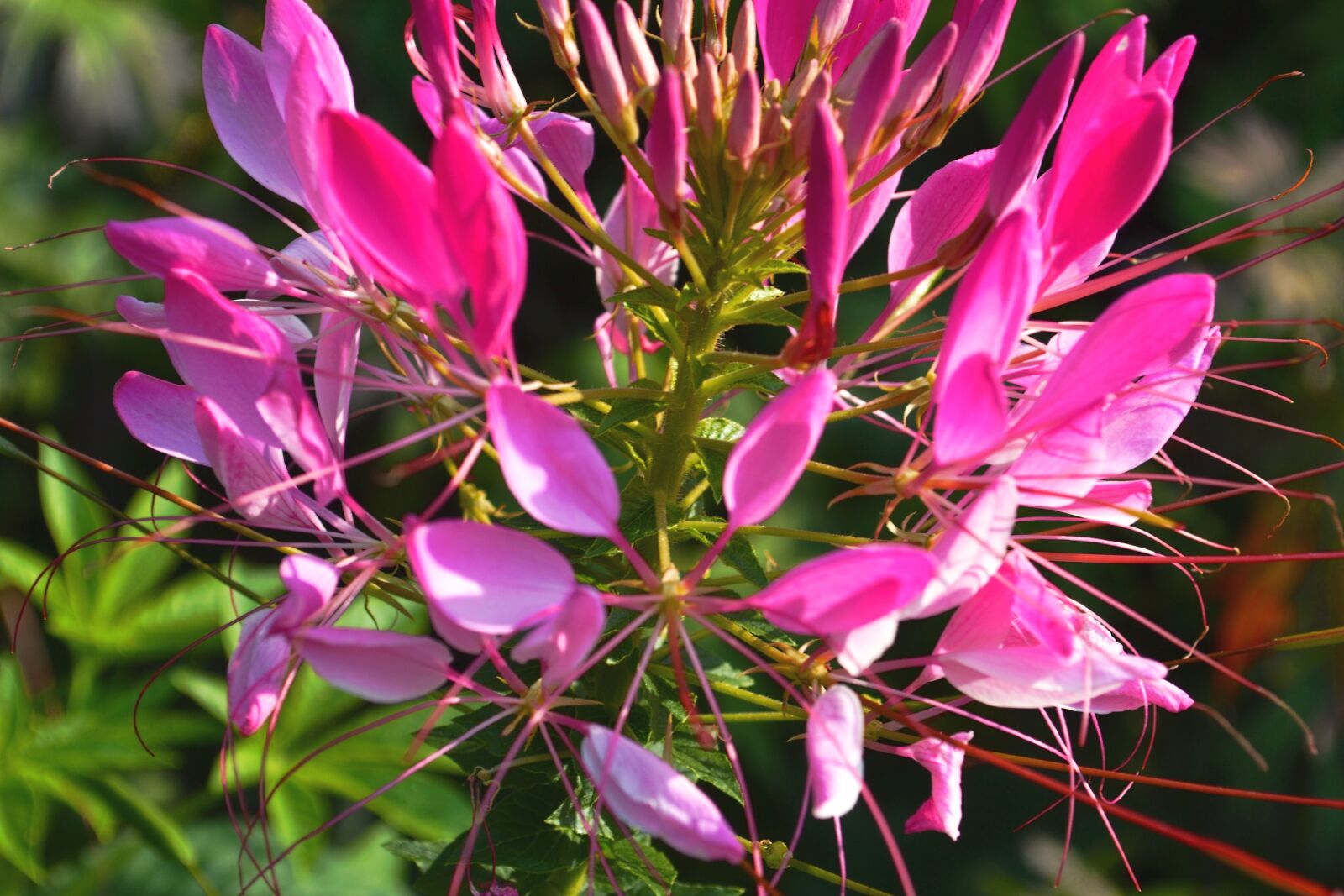 Nikon D3100 sample photo. Pink, blossom, bloom photography