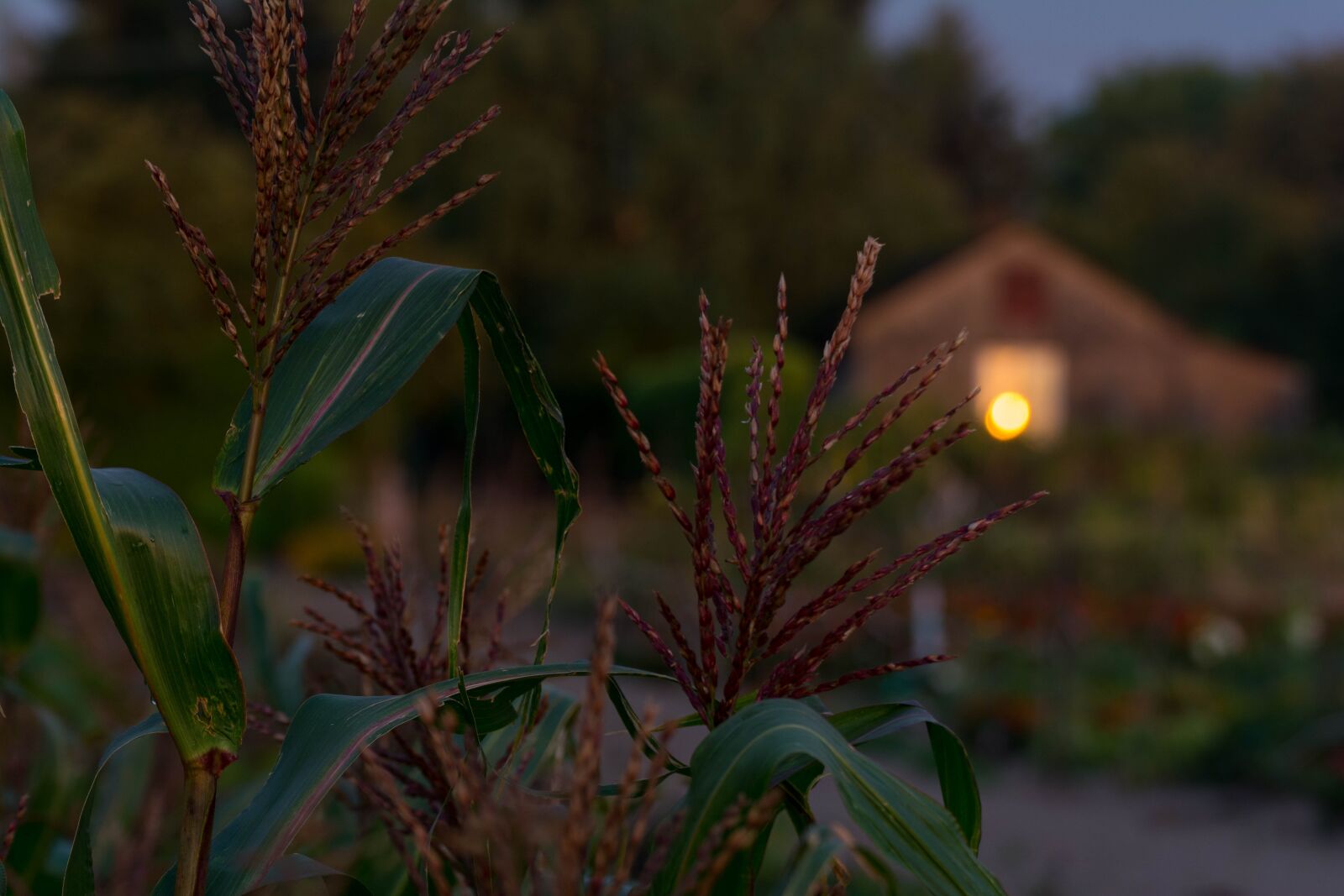 Tamron SP 70-300mm F4-5.6 Di VC USD sample photo. Evening, garden, cottage photography