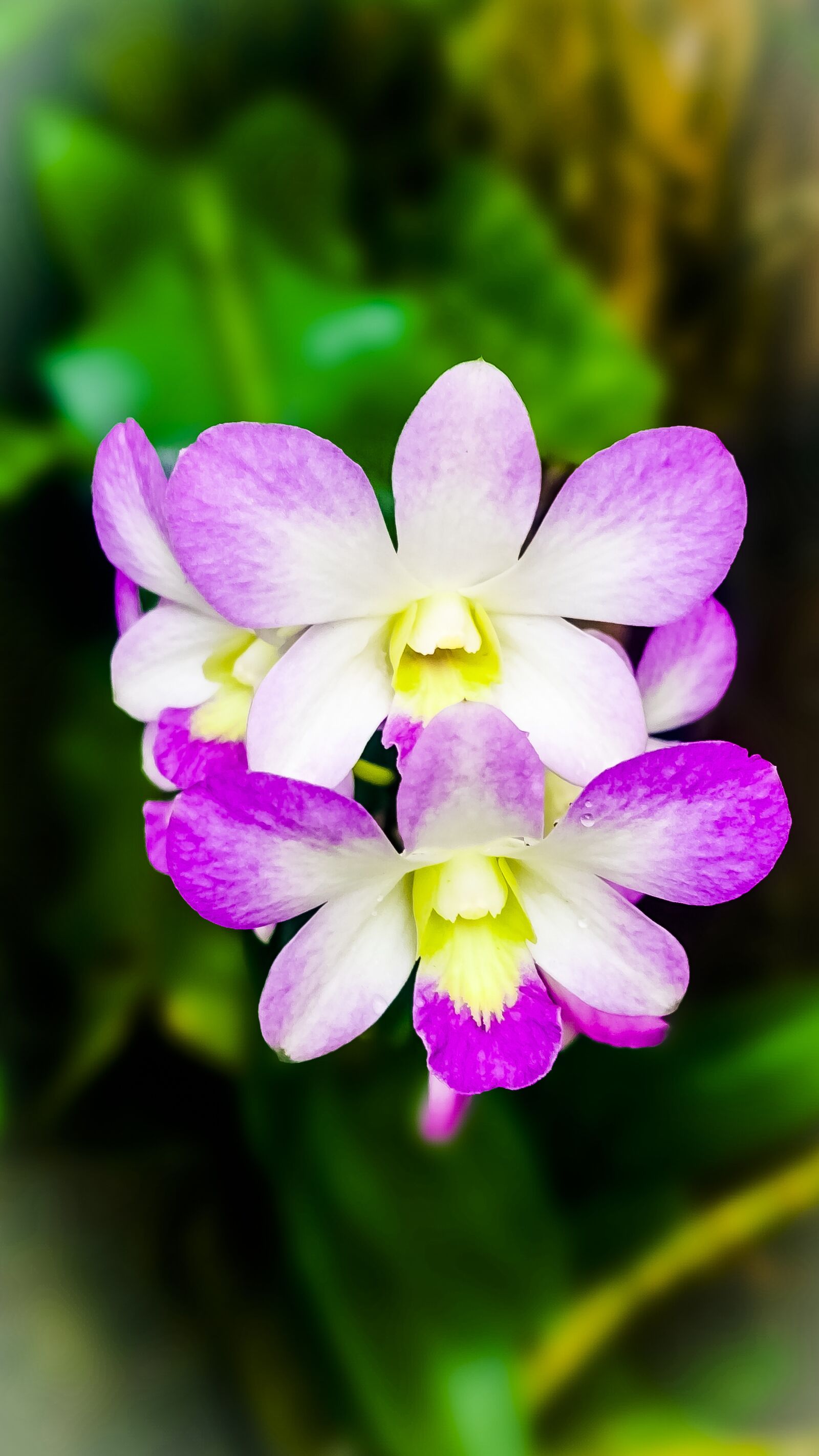 Sony Xperia Z1 sample photo. Orchid, bloom, morning dew photography