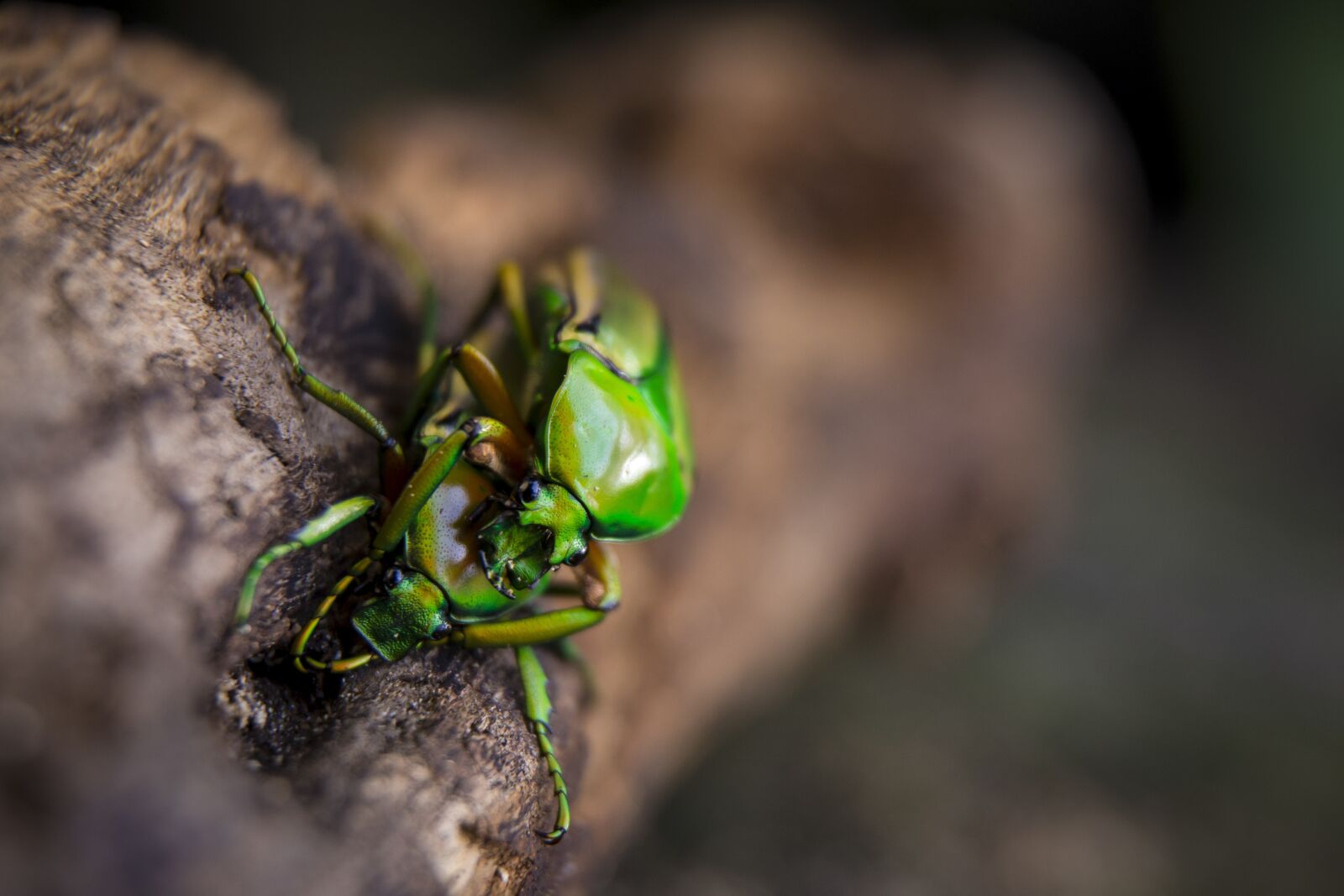 Canon EOS 6D sample photo. Love, beetles, insects photography