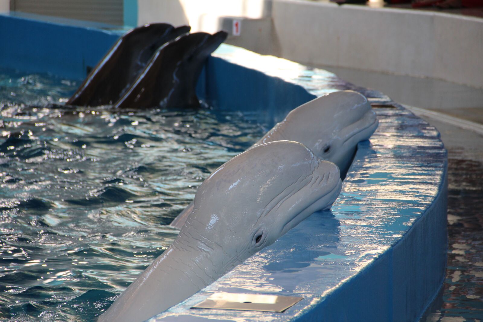 Canon EOS 600D (Rebel EOS T3i / EOS Kiss X5) sample photo. Dolphinarium, dolphins, dolphin photography