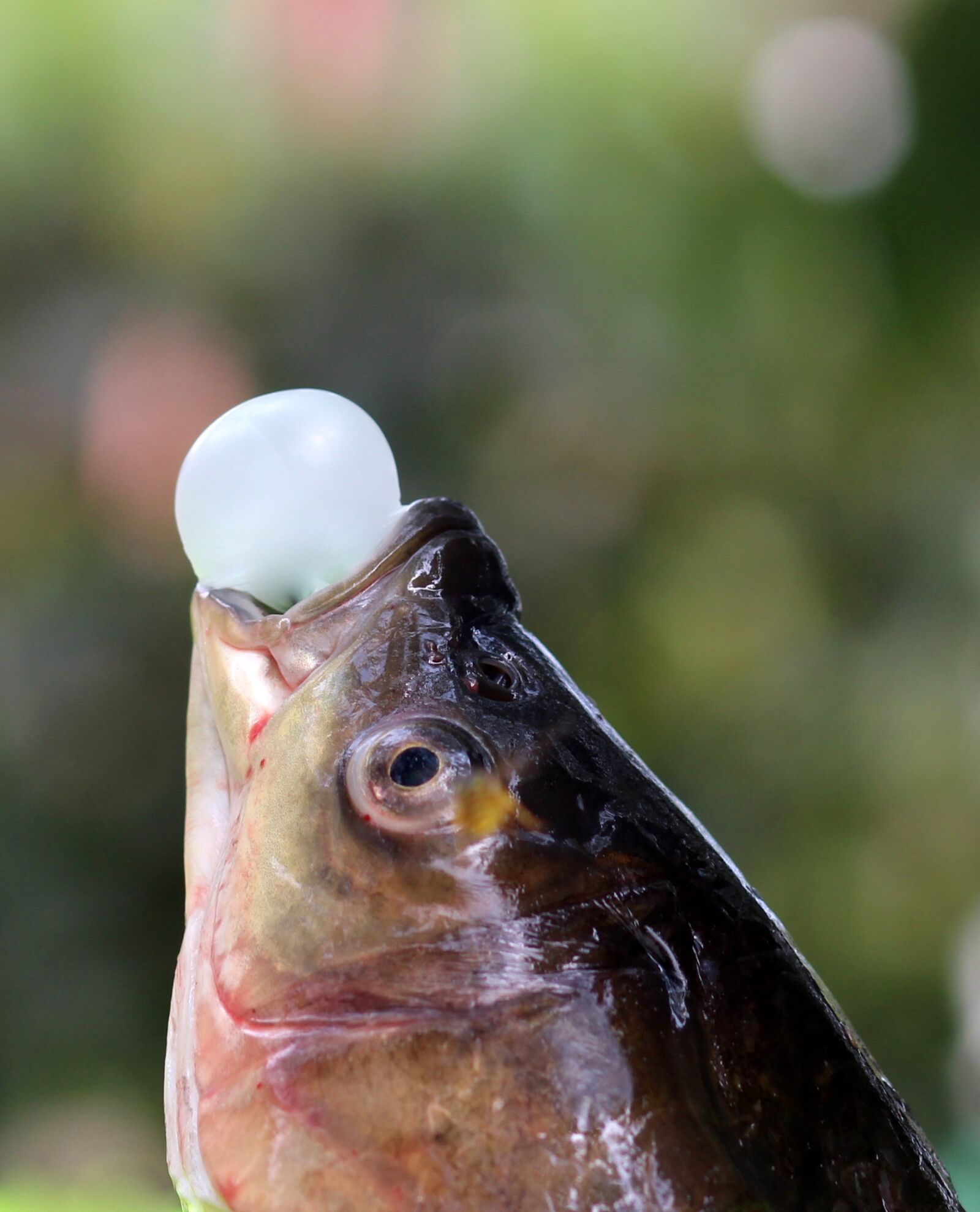 Canon EOS 700D (EOS Rebel T5i / EOS Kiss X7i) + Canon EF 85mm F1.8 USM sample photo. Fish, chewing gum, funny photography