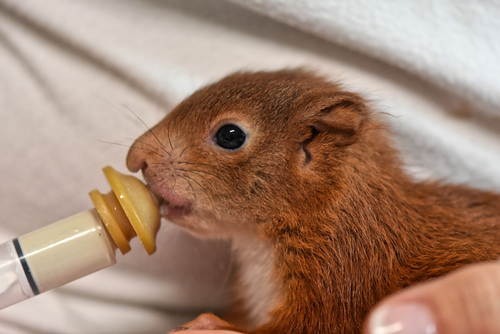 Nikon D7200 sample photo. Squirrel, young animal, foundling photography