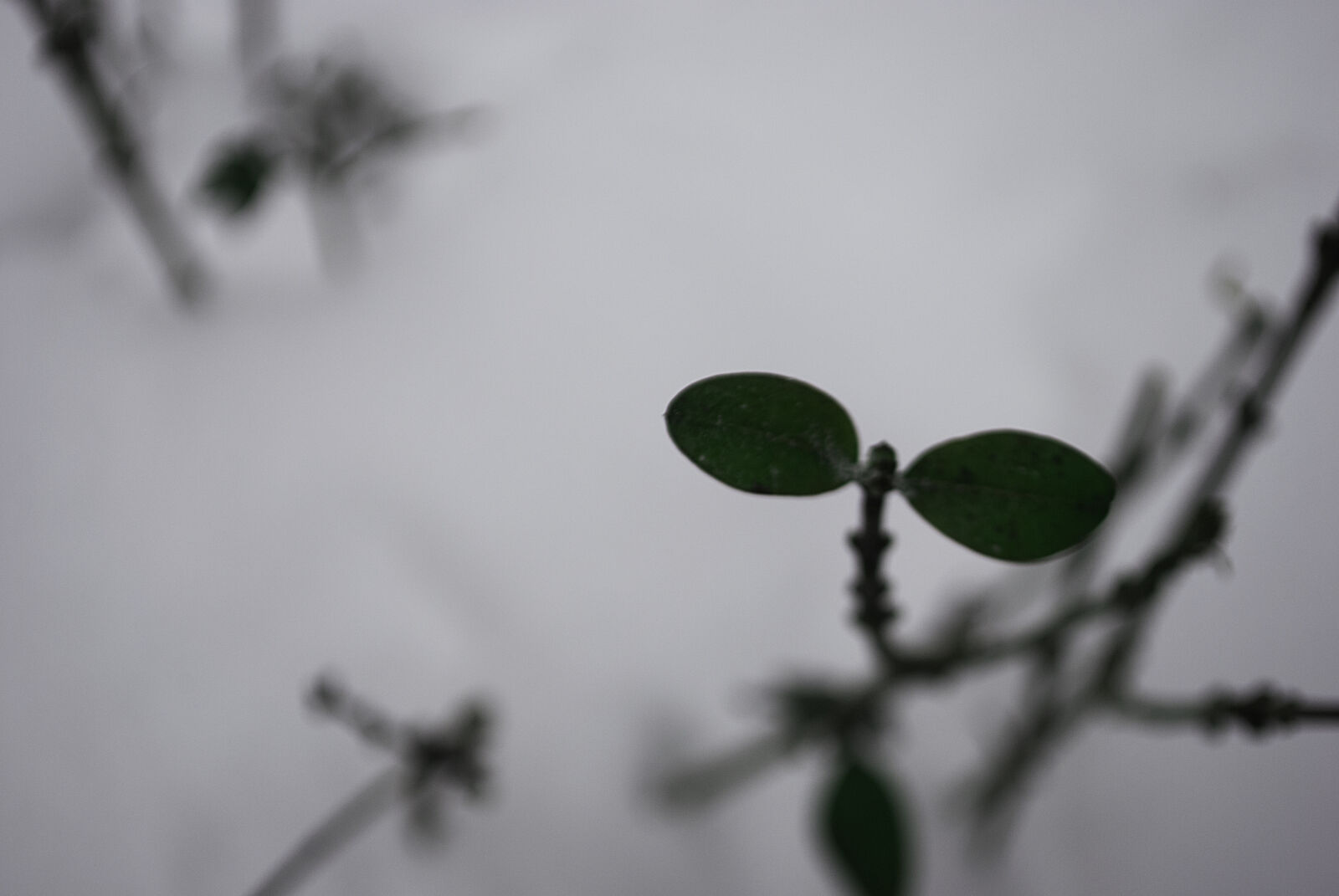 Nikon D3000 sample photo. Parallel, ice, icicle, plant photography