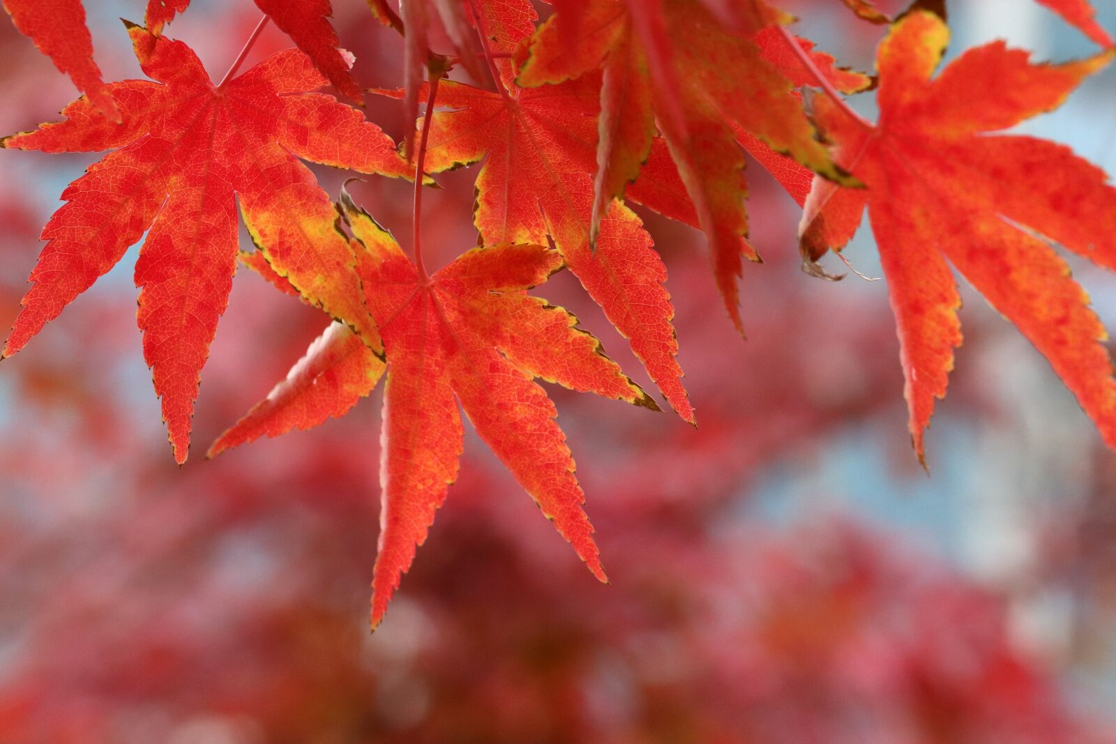 Canon EOS 800D (EOS Rebel T7i / EOS Kiss X9i) sample photo. Autumn leaves, maple, autumn photography