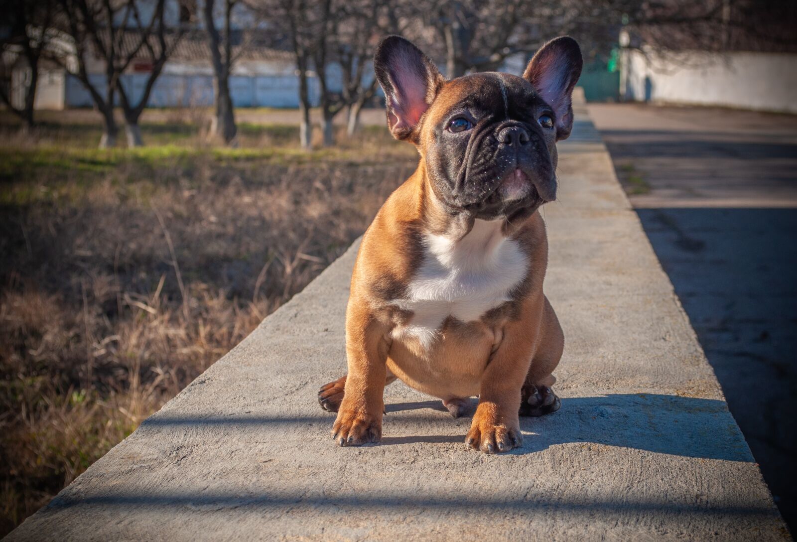 Nikon D5000 sample photo. French bulldog, puppy, pet photography