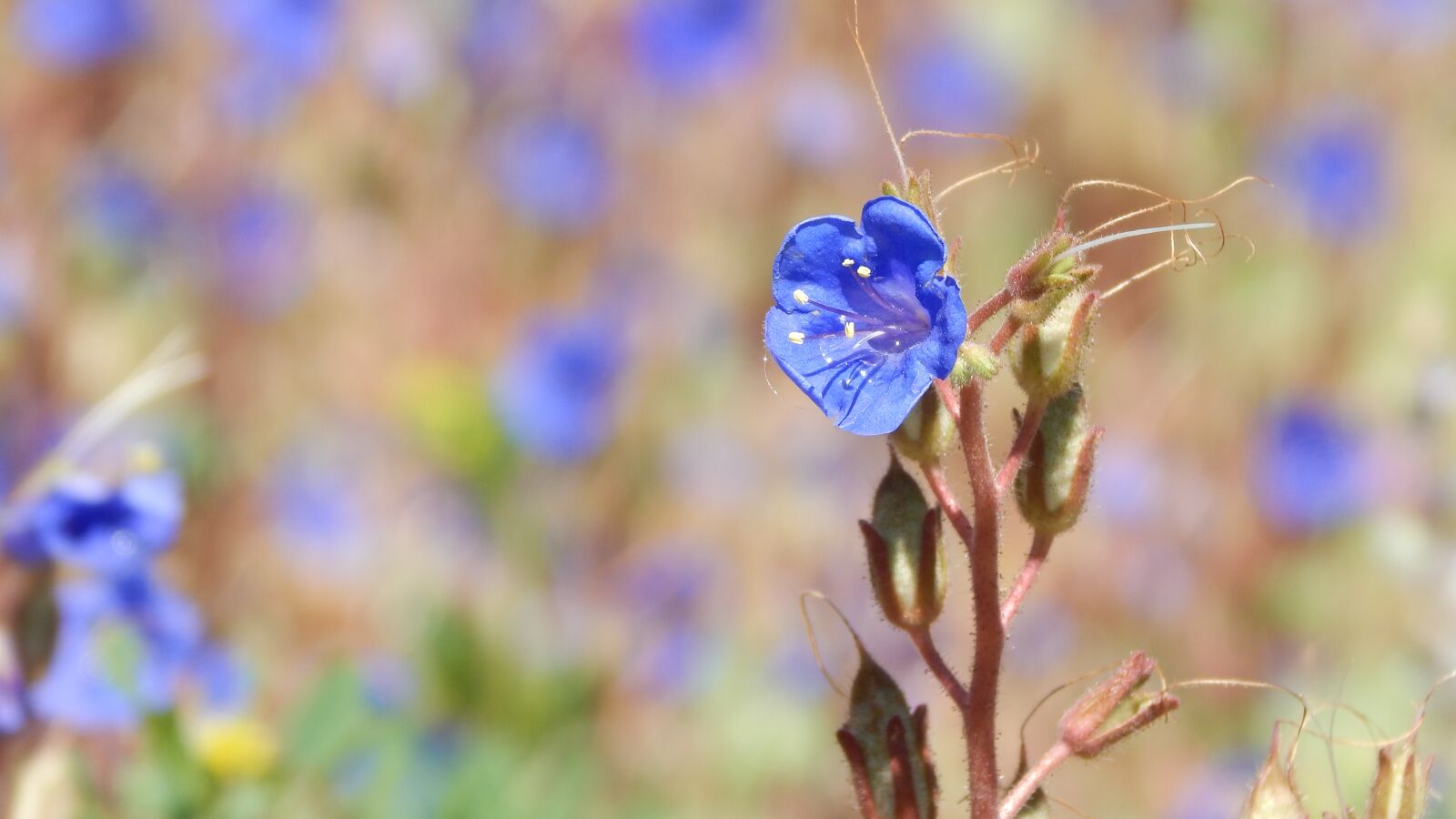 Nikon Coolpix L830 sample photo. Flower, natural, nature photography