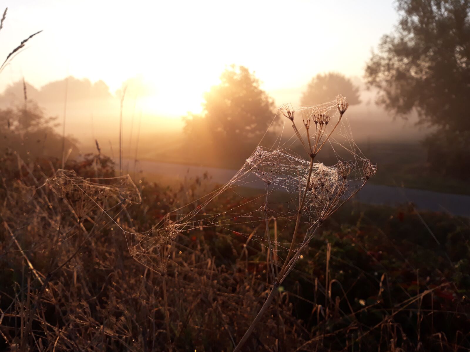 Samsung Galaxy J5 sample photo. Sunrise, morning, spider web photography