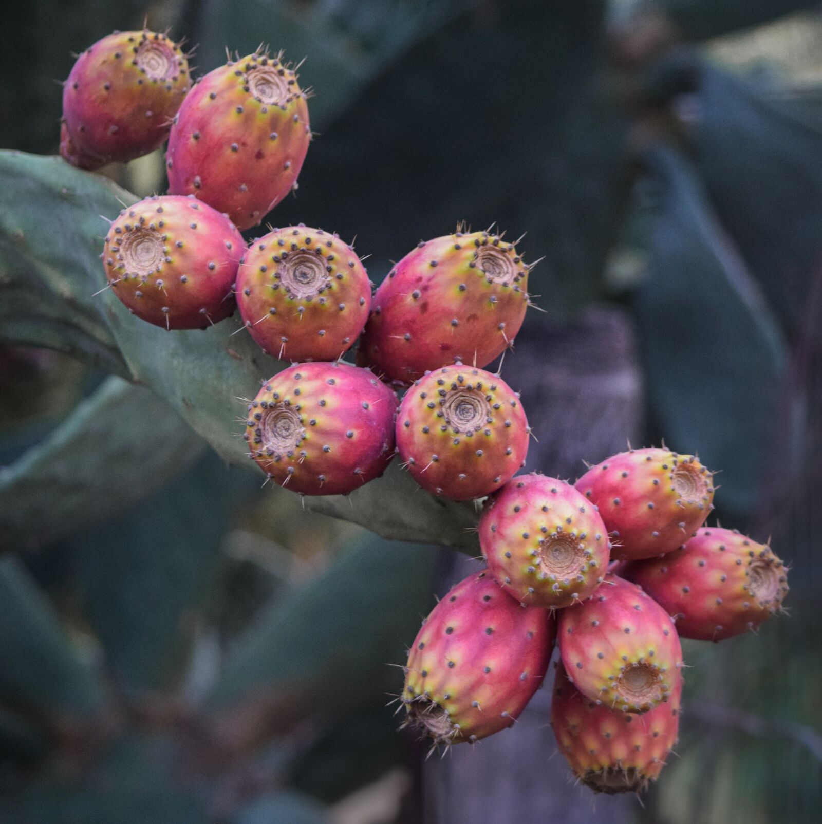 Nikon D5300 sample photo. Cactus, cacti, succulent photography