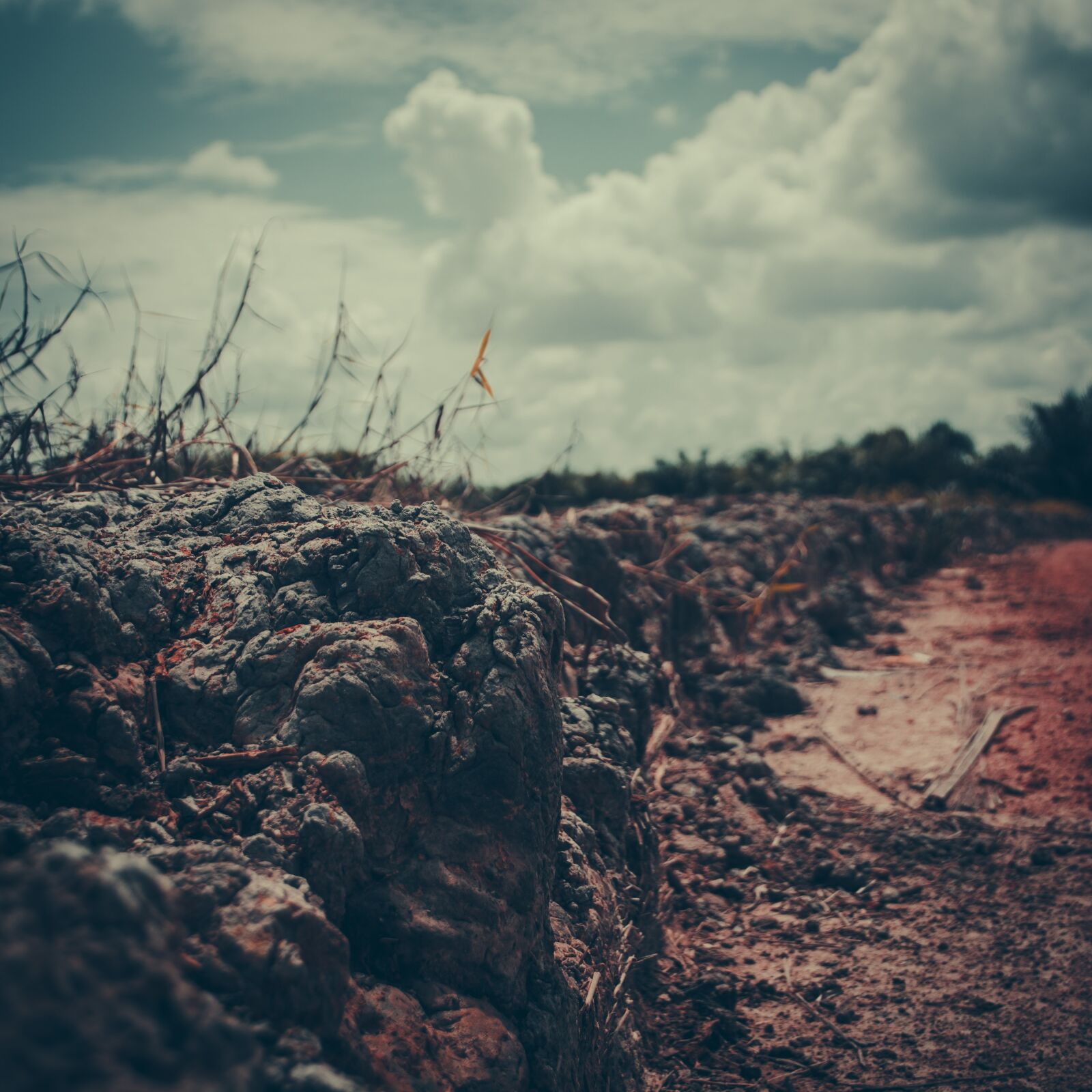 Nikon D5200 sample photo. Nature, borneo, sawit photography