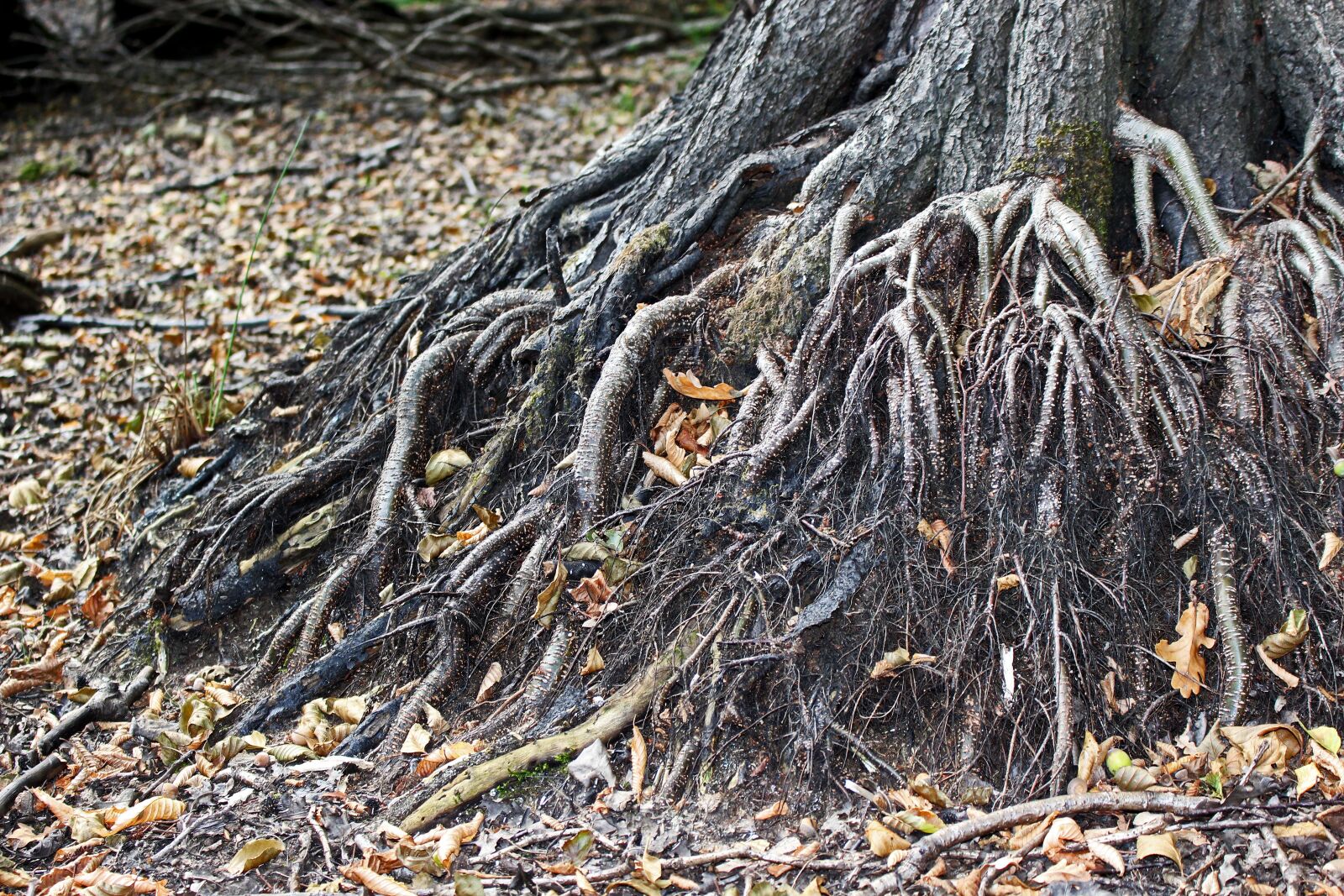 Canon EOS 700D (EOS Rebel T5i / EOS Kiss X7i) sample photo. Old tree, root, tree photography