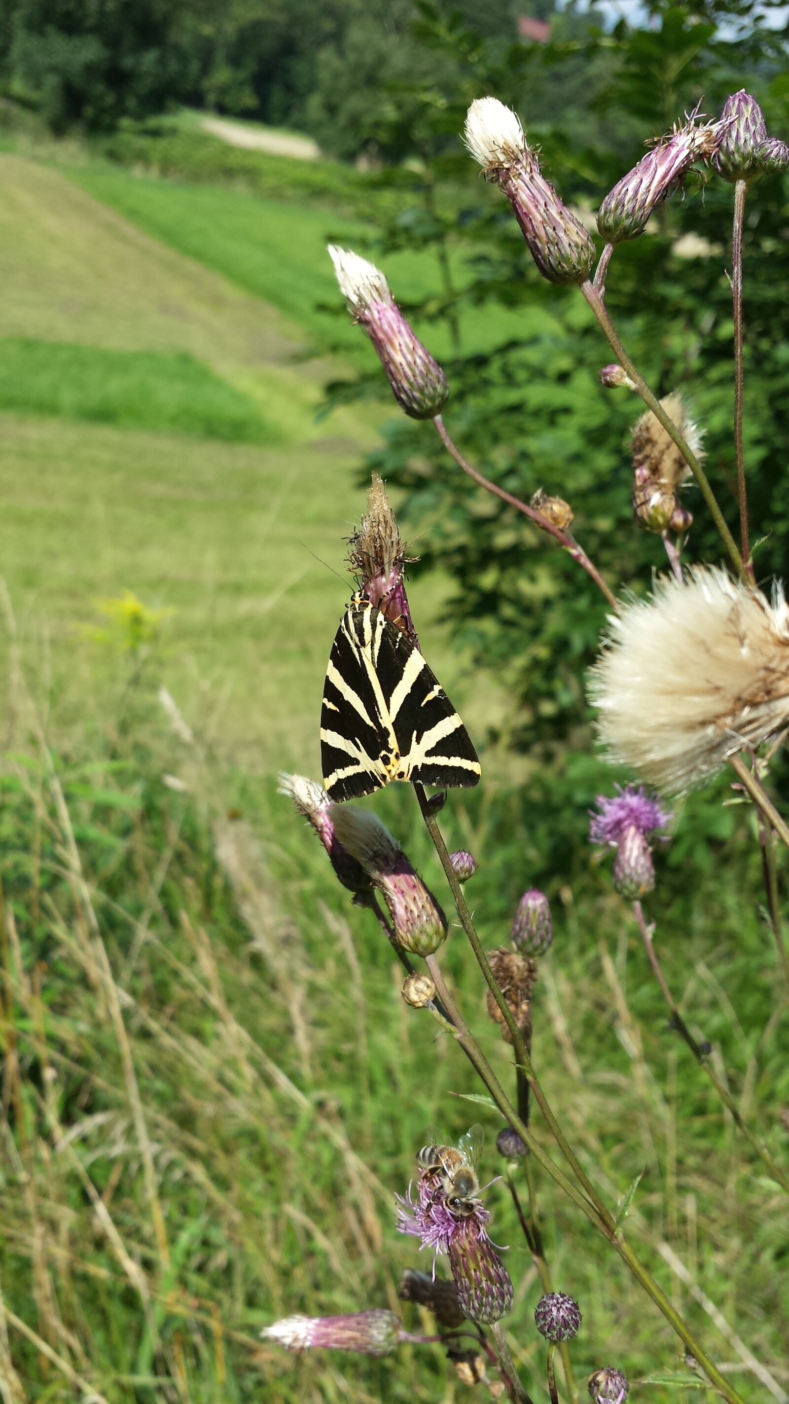 Samsung Galaxy S4 sample photo. Meadow, butterfly, close up photography