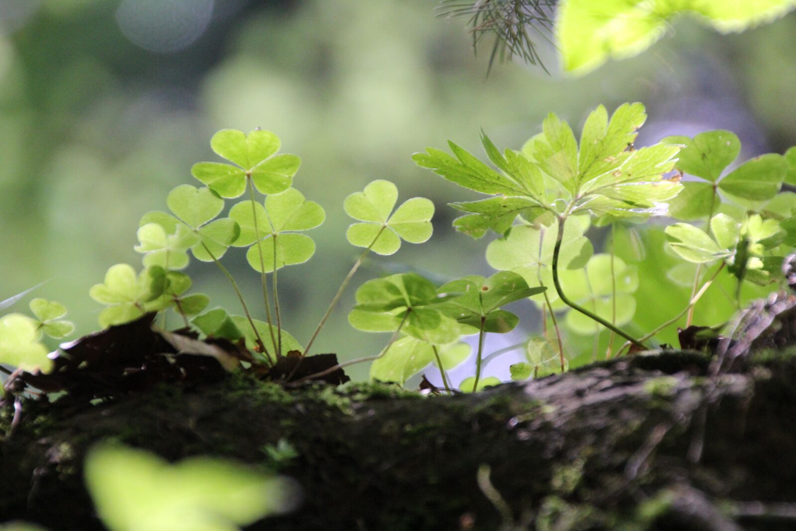 Canon EOS 1200D (EOS Rebel T5 / EOS Kiss X70 / EOS Hi) sample photo. Shamrocks, green, forest photography