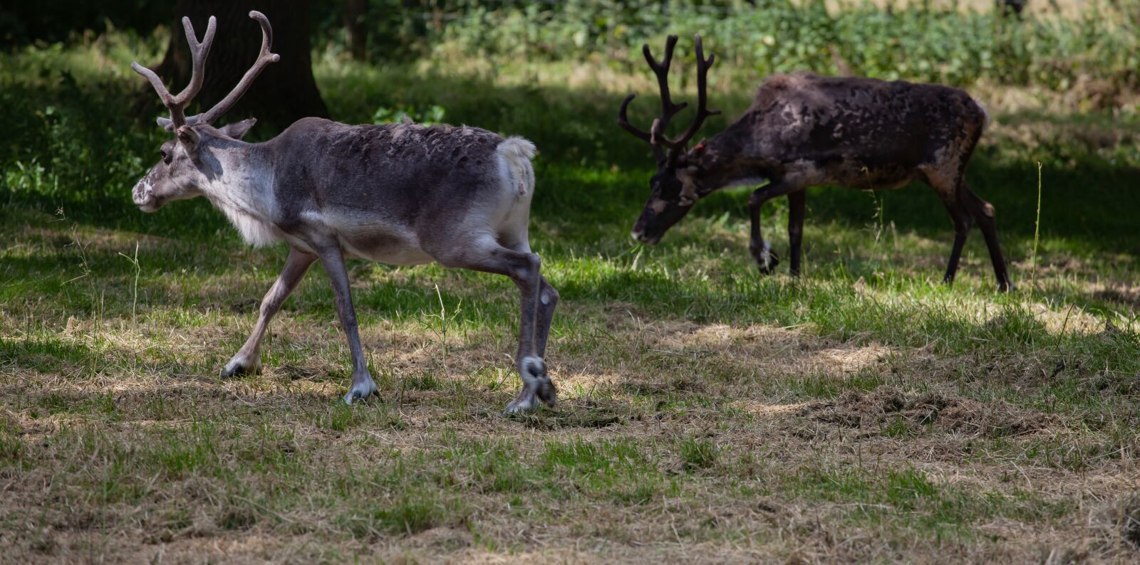 Canon EOS 5D Mark II + Canon EF 70-200mm F4L USM sample photo. Reindeer, reindeer in forest photography
