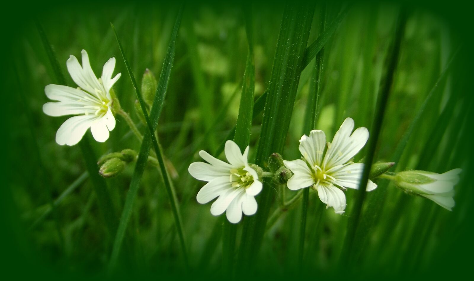 Fujifilm FinePix S2980 sample photo. Nature, plant, flower photography