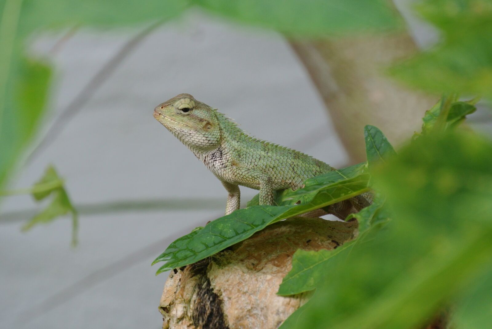 Nikon 1 J2 sample photo. Lizard, green, nature photography