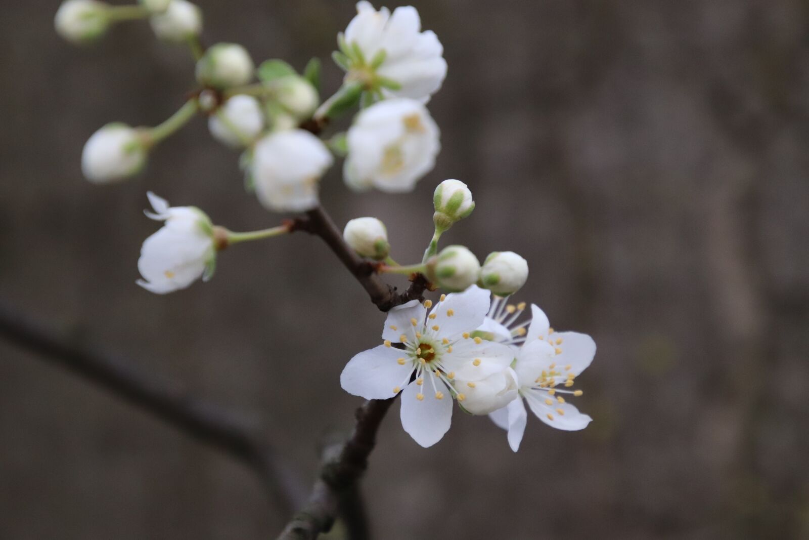 Canon EOS 77D (EOS 9000D / EOS 770D) sample photo. Flower, spring, nature photography