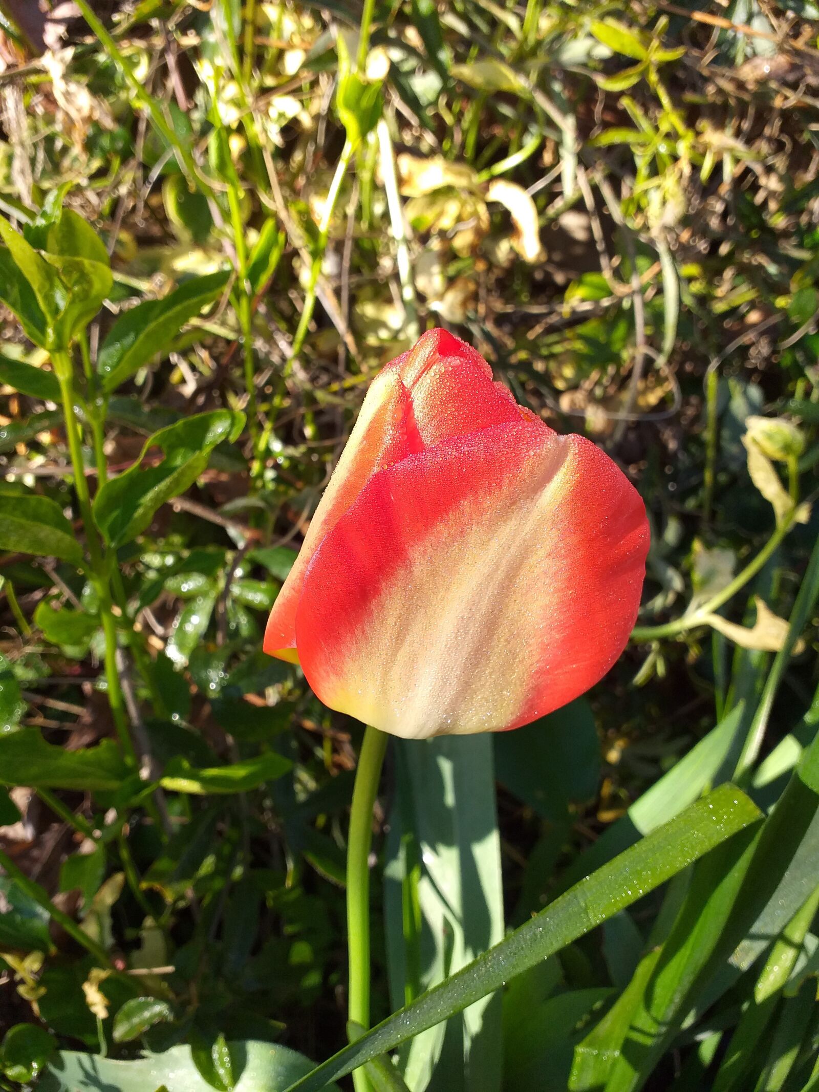 Samsung Galaxy J6+ sample photo. Tulip, rocio, garden photography