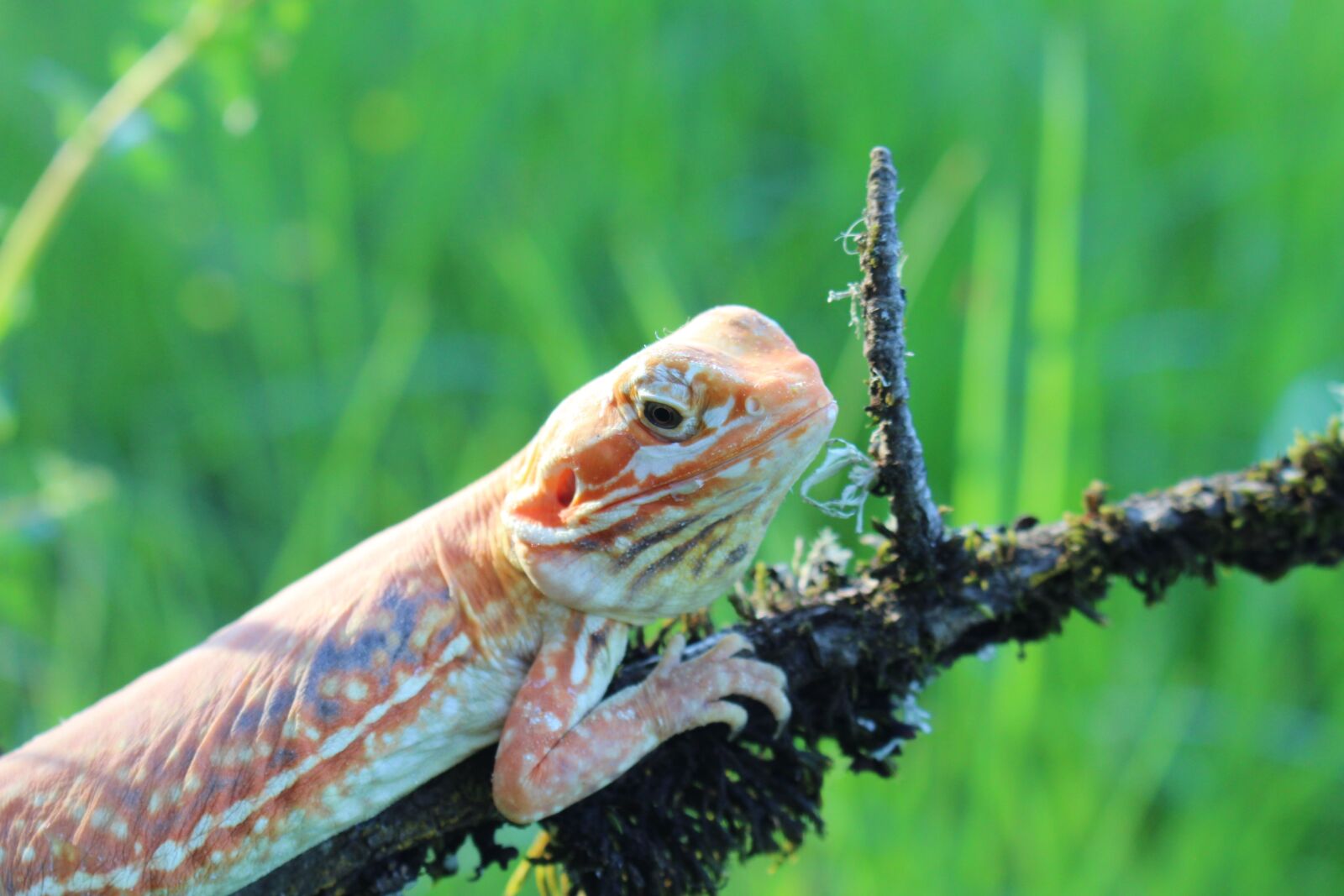 Canon EOS 700D (EOS Rebel T5i / EOS Kiss X7i) sample photo. Lizard, nature, silk photography
