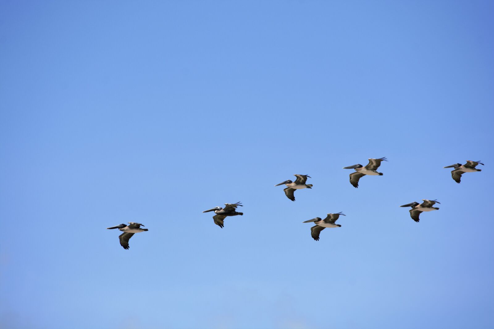 Nikon D7100 sample photo. Flock of flying pelicans photography
