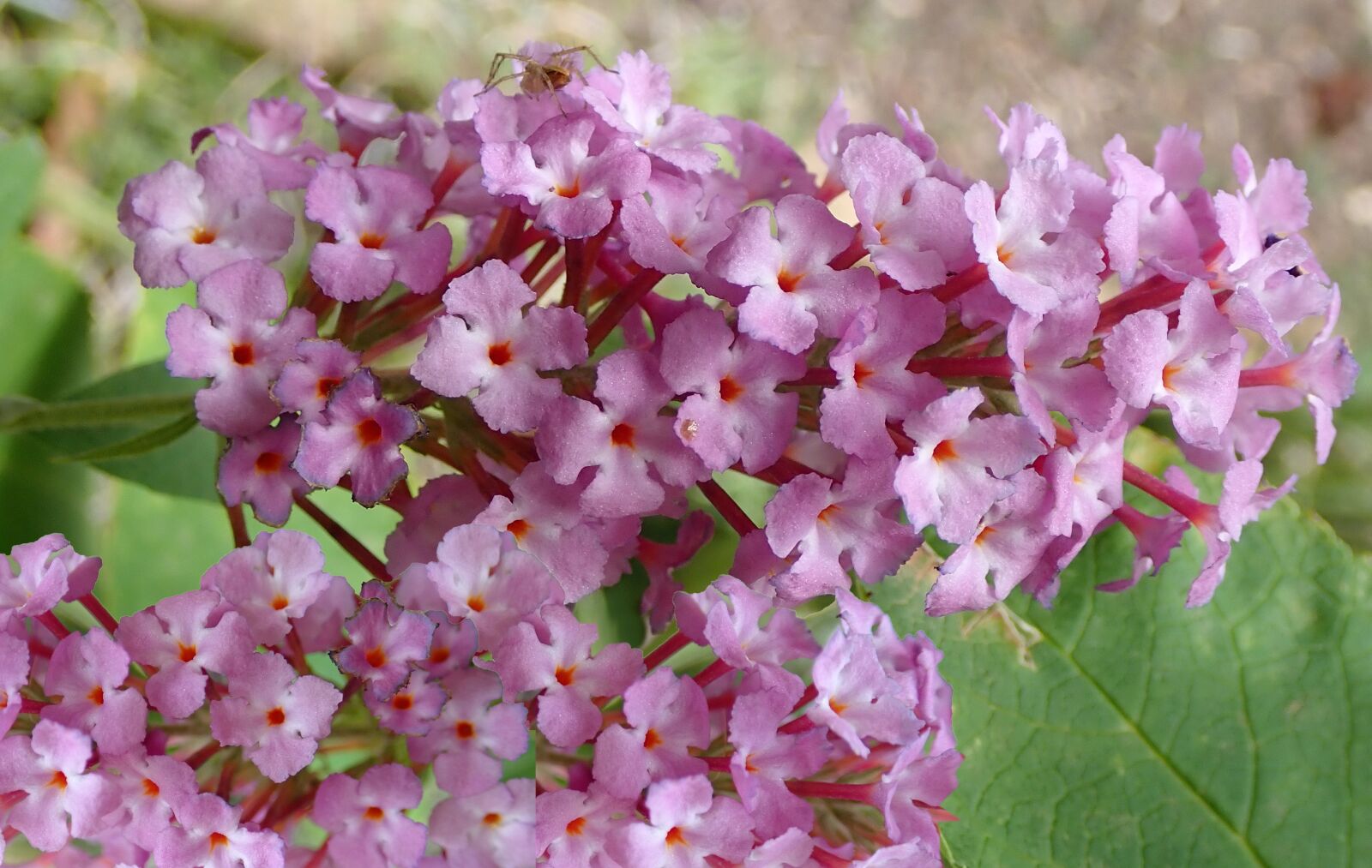 Olympus TG-5 sample photo. Flower, pink, buddleja photography