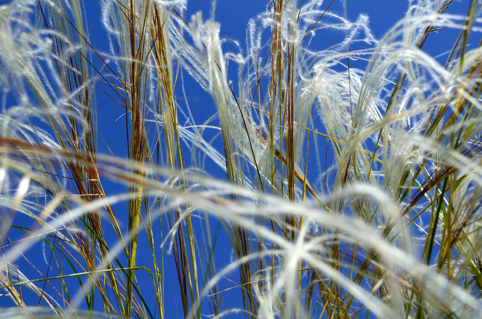 Nikon D5100 sample photo. Summer, flowers, feather photography