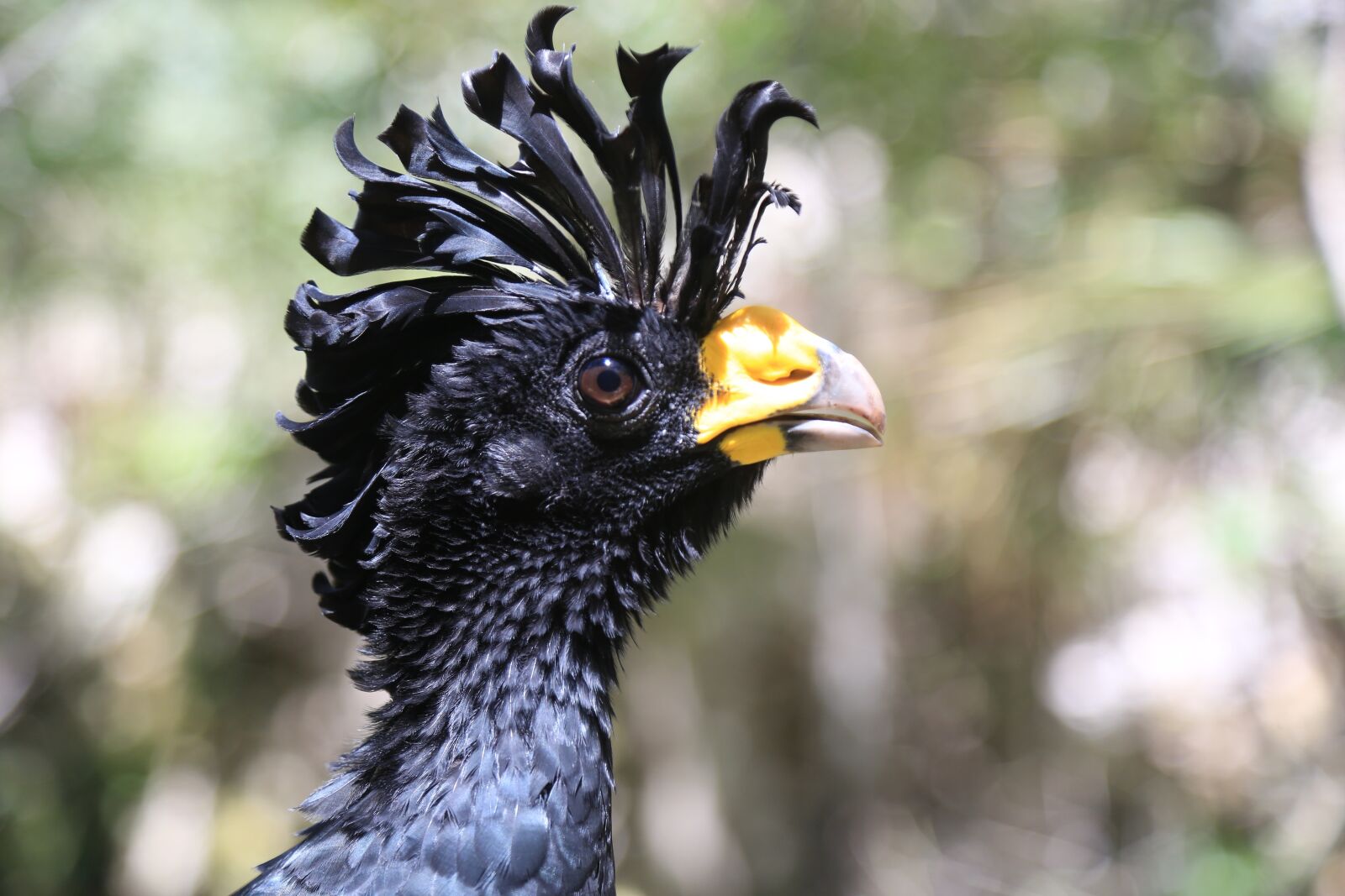 Canon EF 24-105mm F4L IS USM sample photo. Animal, black, peak photography