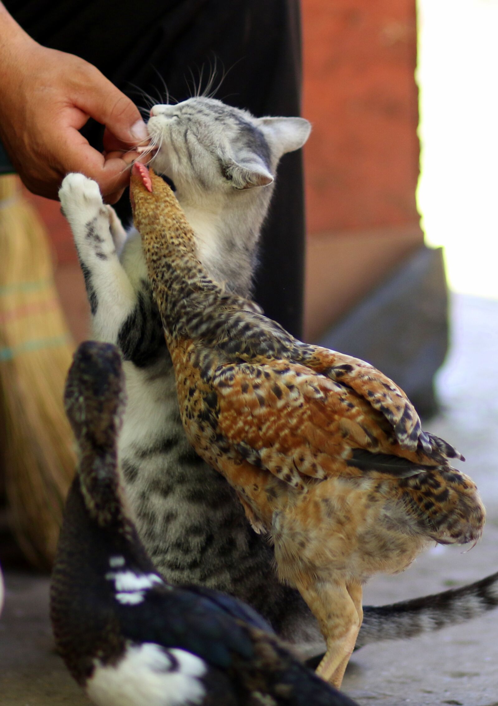 Canon EF 85mm F1.8 USM sample photo. Cat, rate, chicken photography