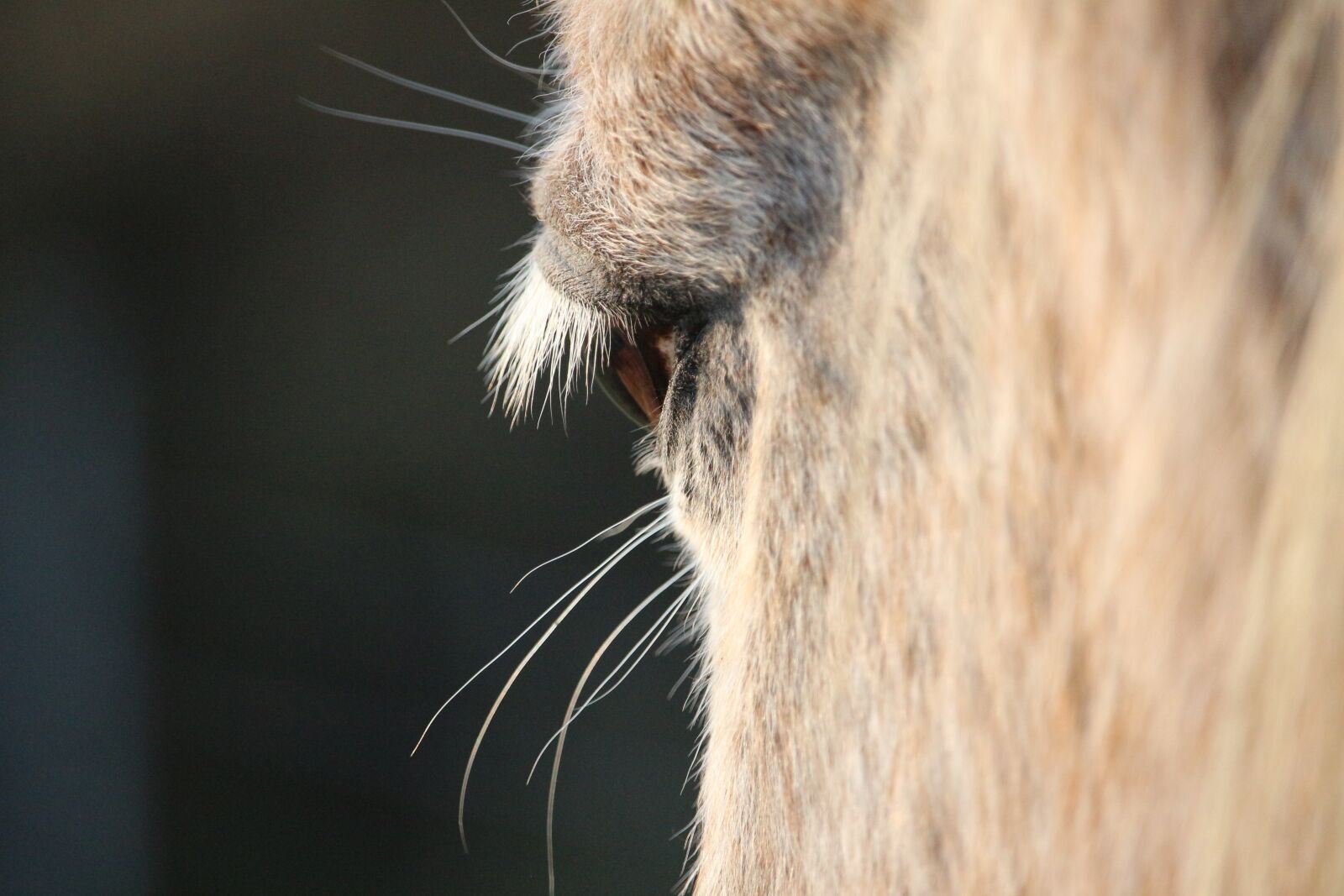 Canon EOS 100D (EOS Rebel SL1 / EOS Kiss X7) sample photo. Horse, mold, horse eye photography