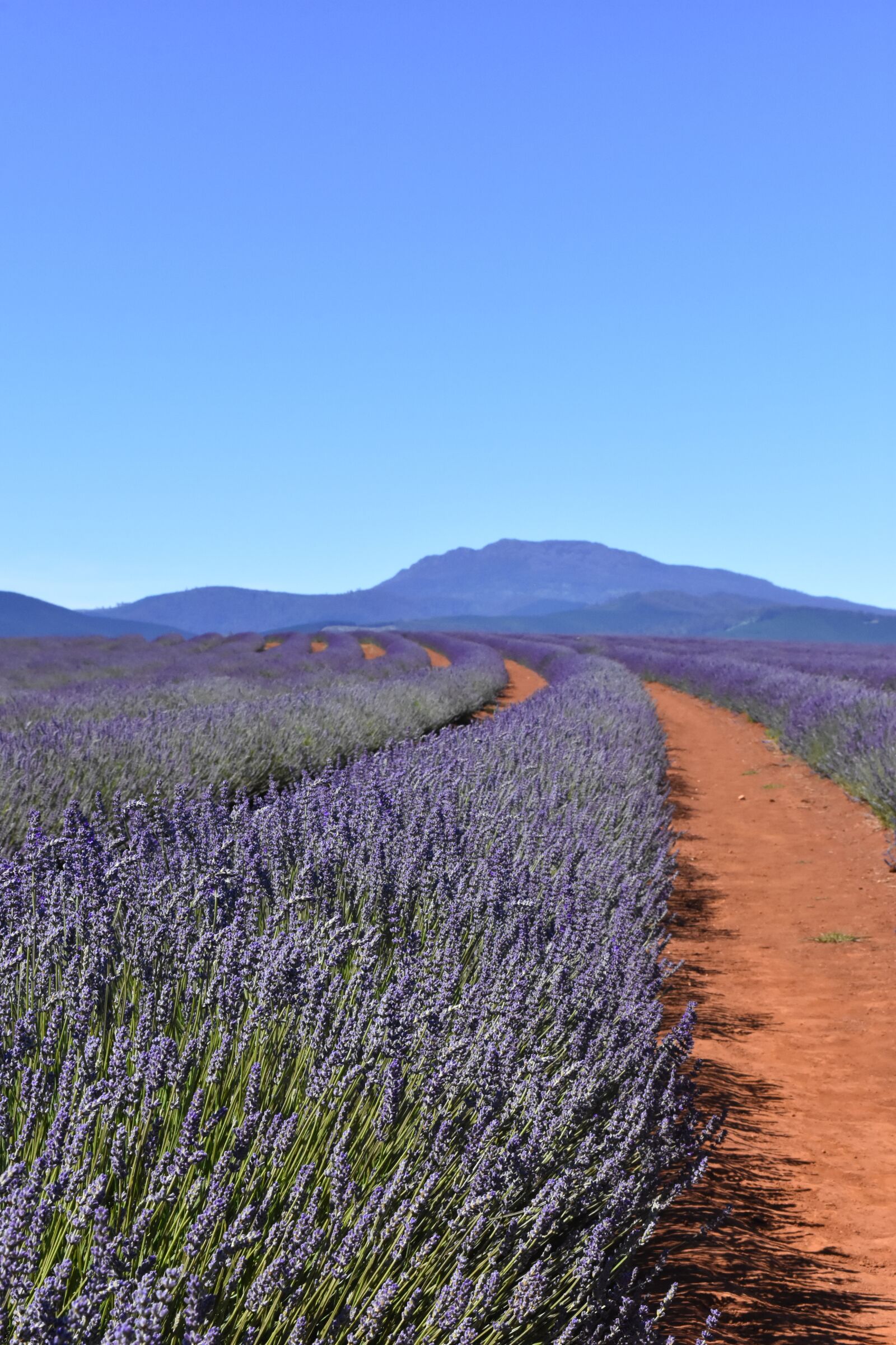 Nikon D7200 sample photo. Australia, tasmania, lavender fields photography