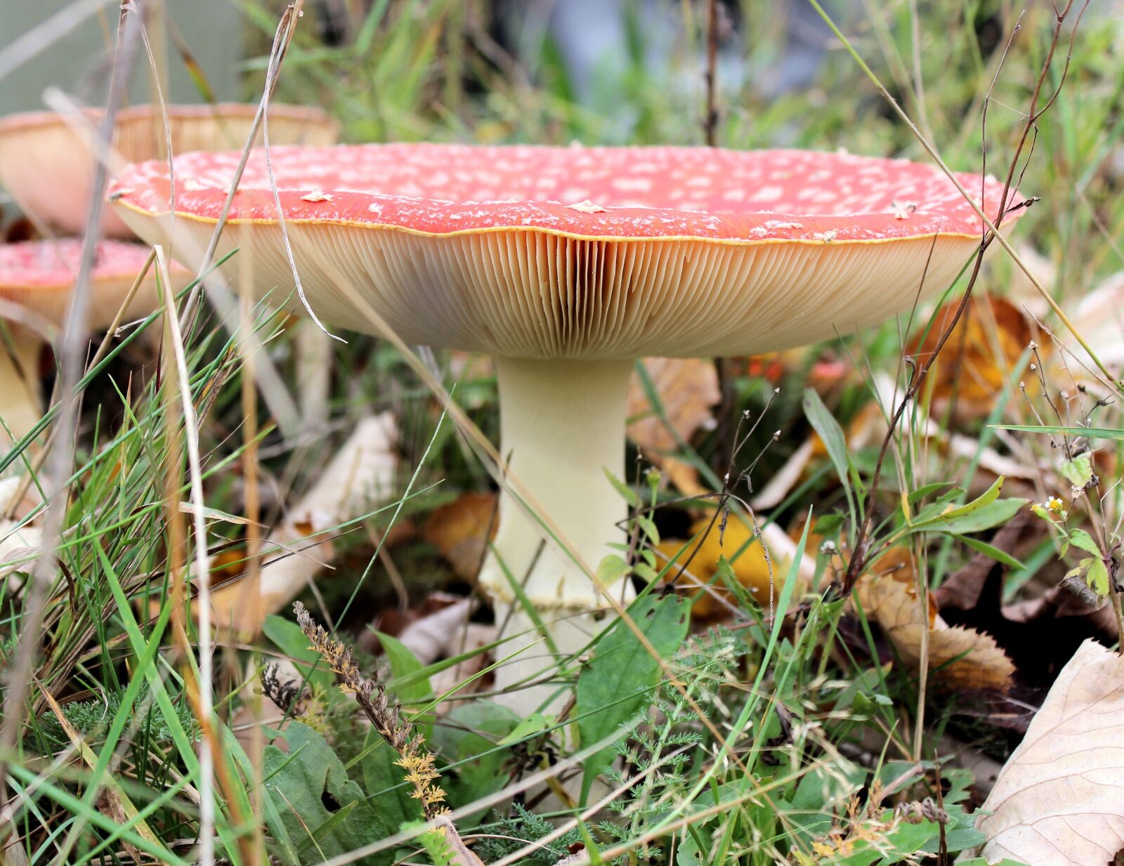 Canon EOS 600D (Rebel EOS T3i / EOS Kiss X5) sample photo. Mushroom, red with white photography