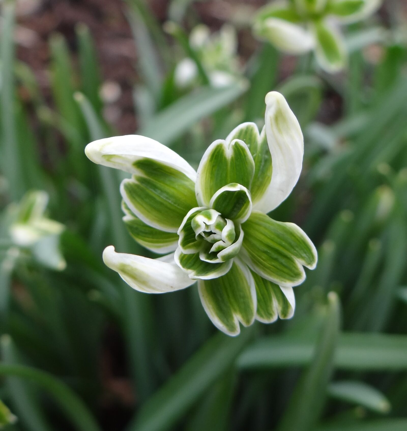 Sony Cyber-shot DSC-HX100V sample photo. Flora, flower, nature photography