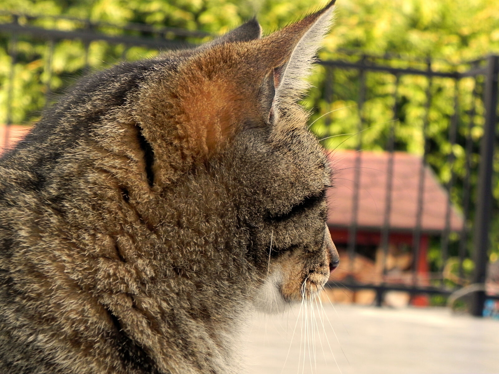 Nikon Coolpix P100 sample photo. Brown, tabby, cat photography